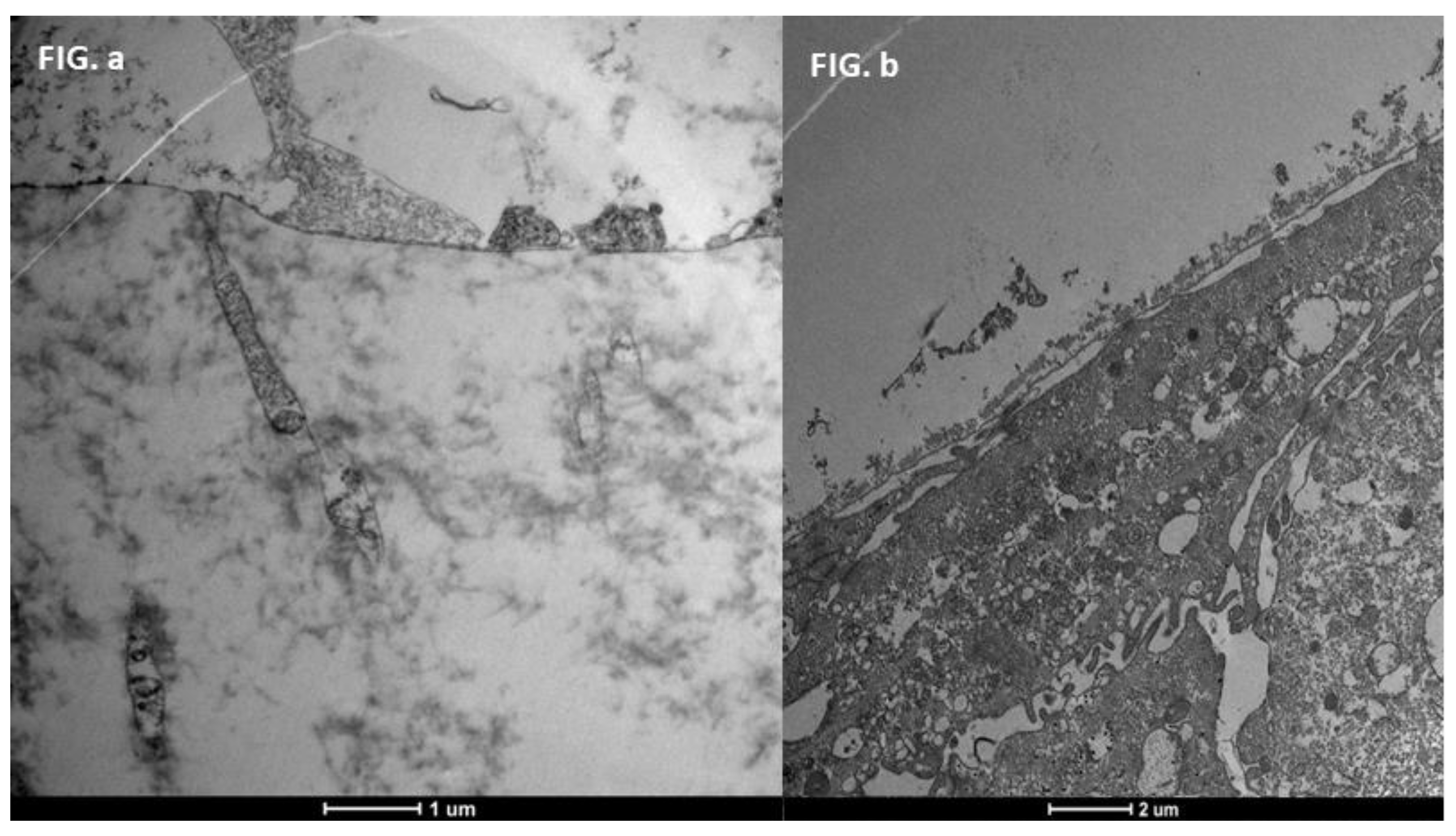 Life 15 01611 g020 Life 15 01611 g020