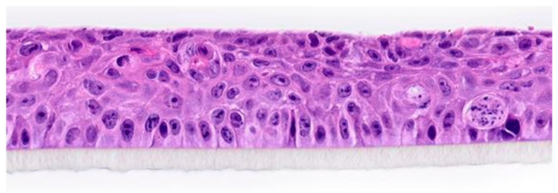 Life 15 01685 g001 Life 15 01685 g001