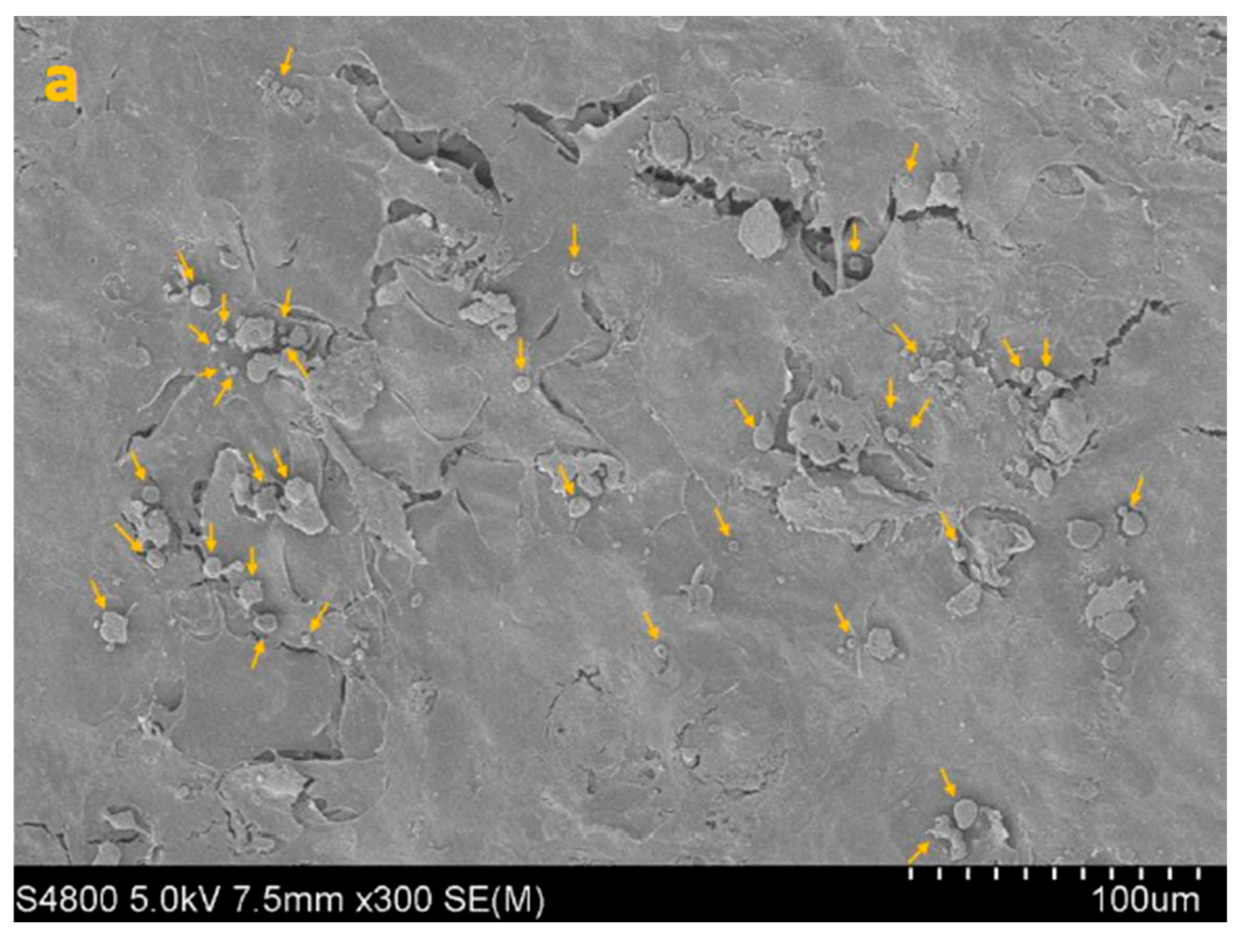 Life 15 01685 g004a Life 15 01685 g004a