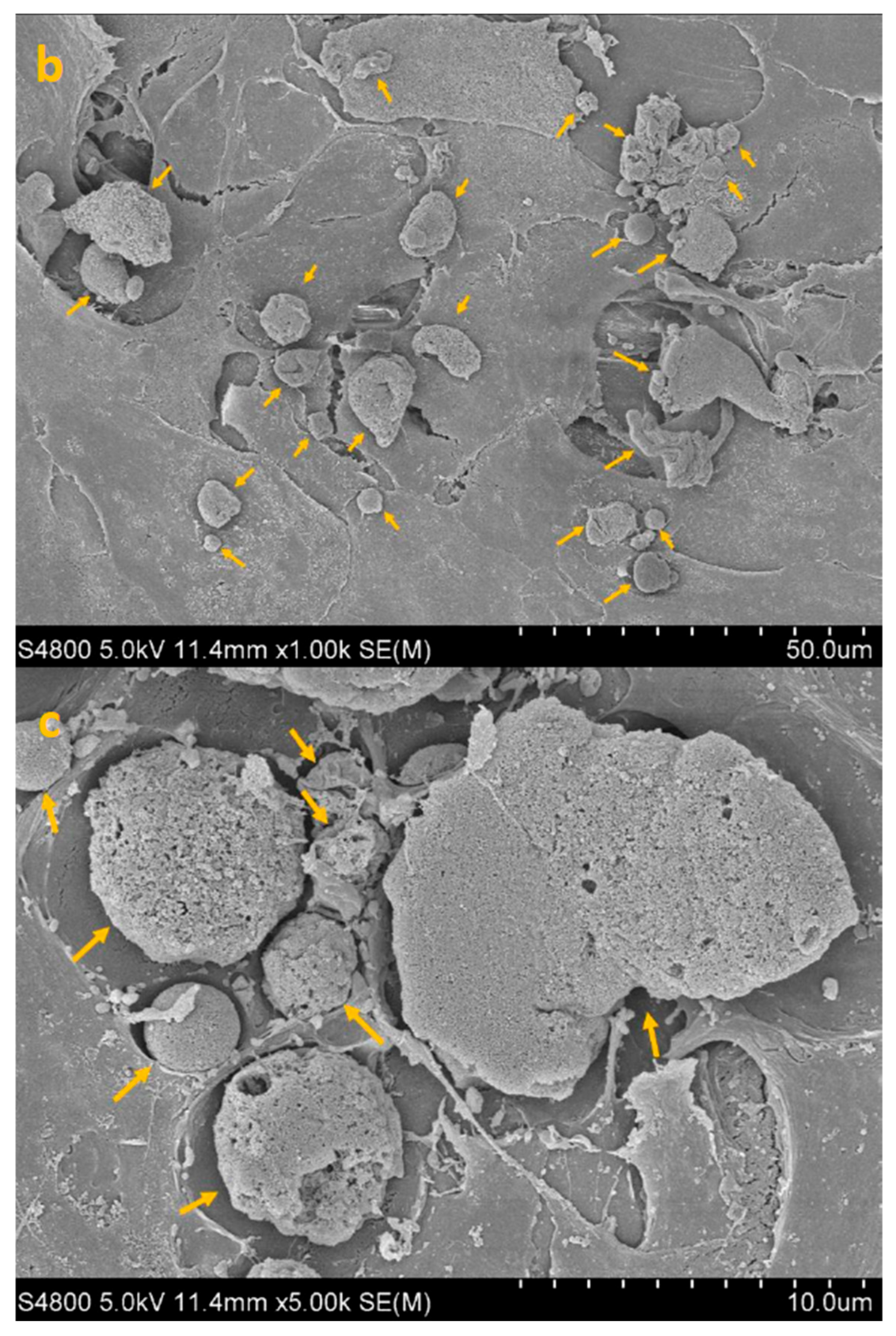 Life 15 01685 g004b Life 15 01685 g004b