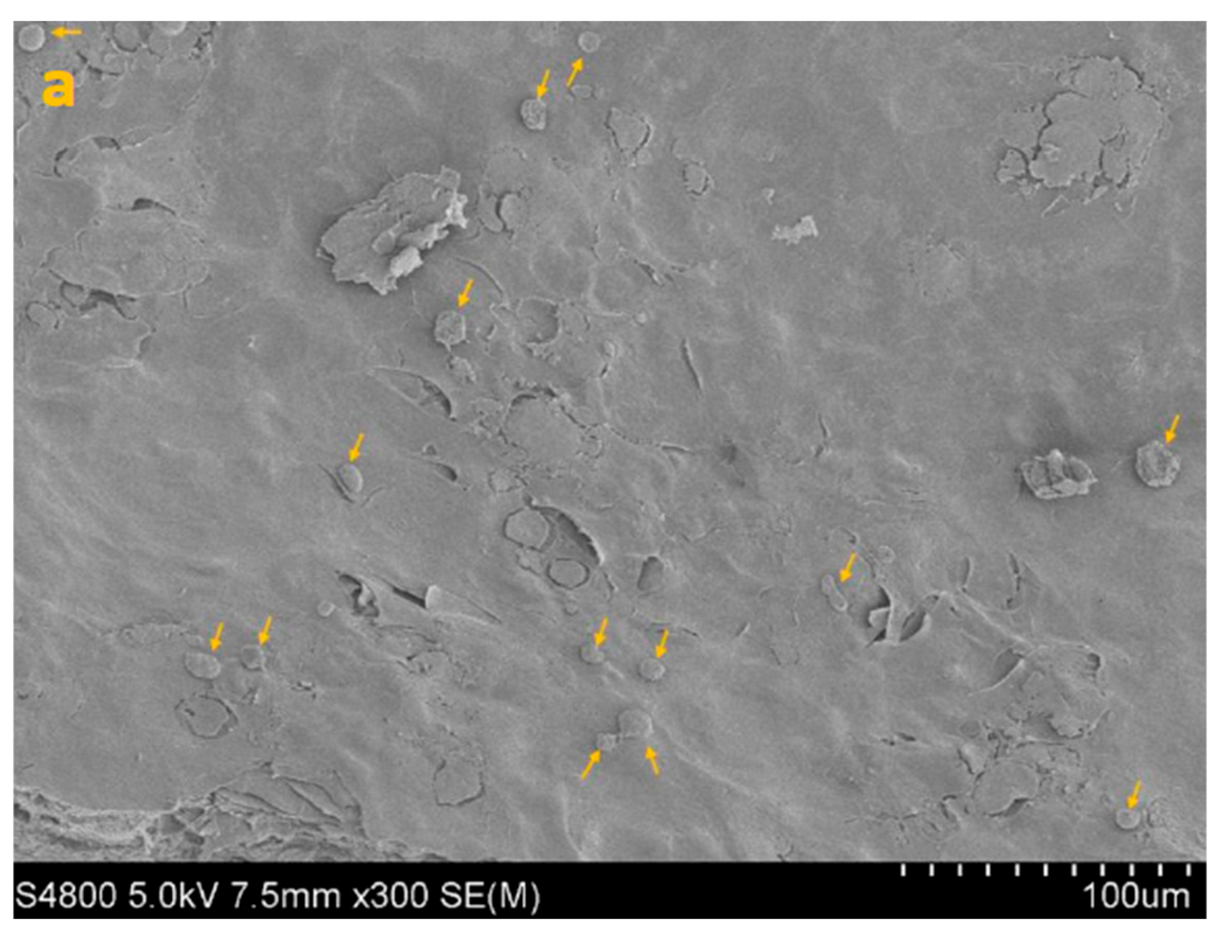 Life 15 01685 g005a Life 15 01685 g005a