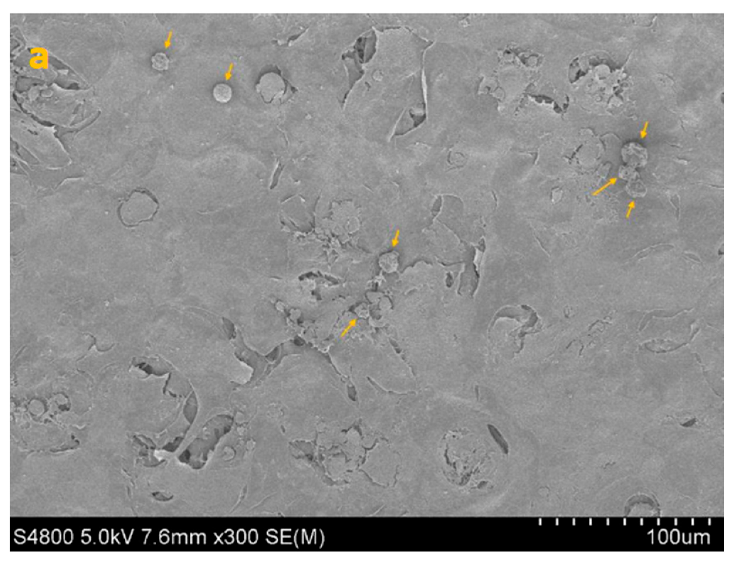 Life 15 01685 g006a Life 15 01685 g006a