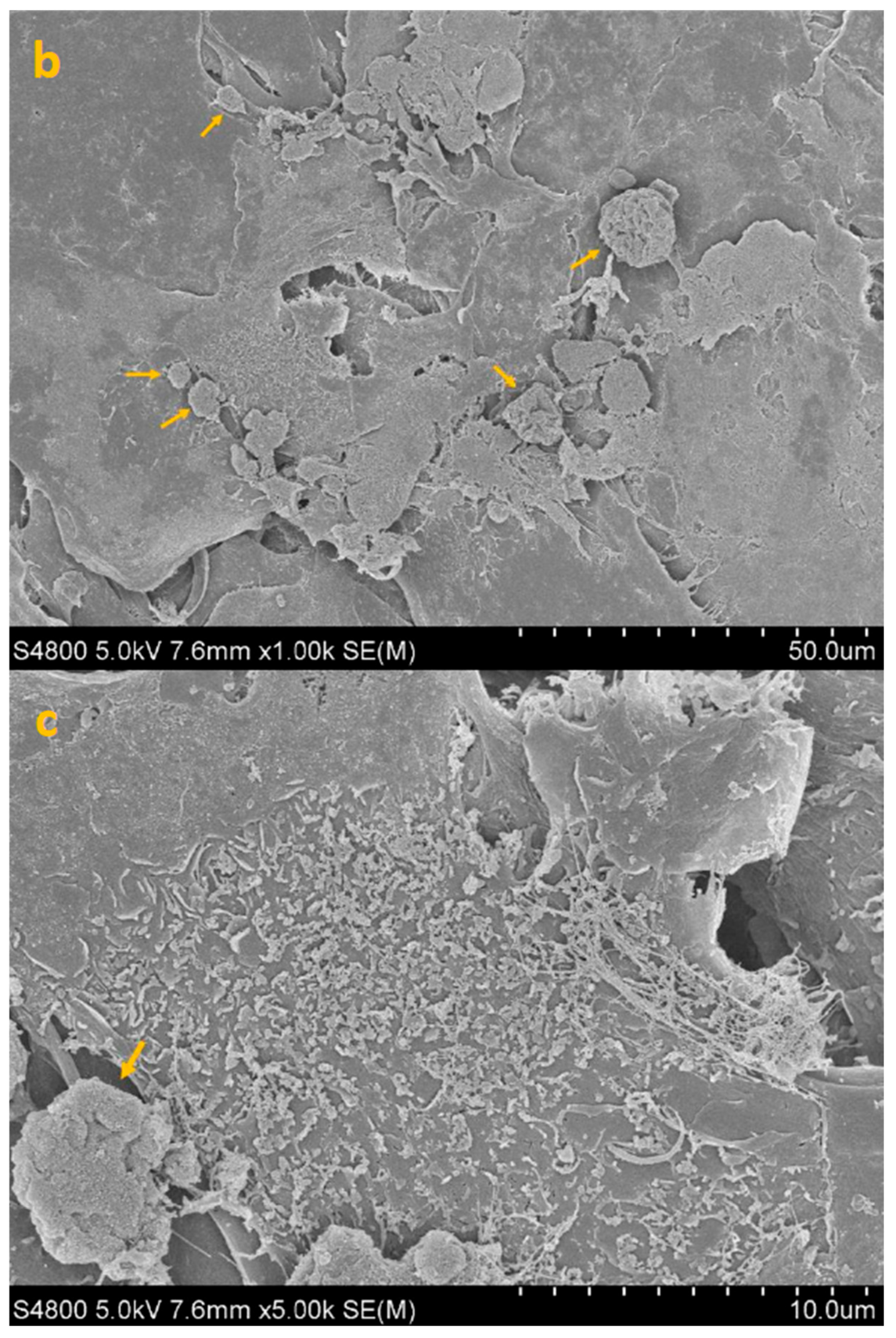 Life 15 01685 g006b Life 15 01685 g006b