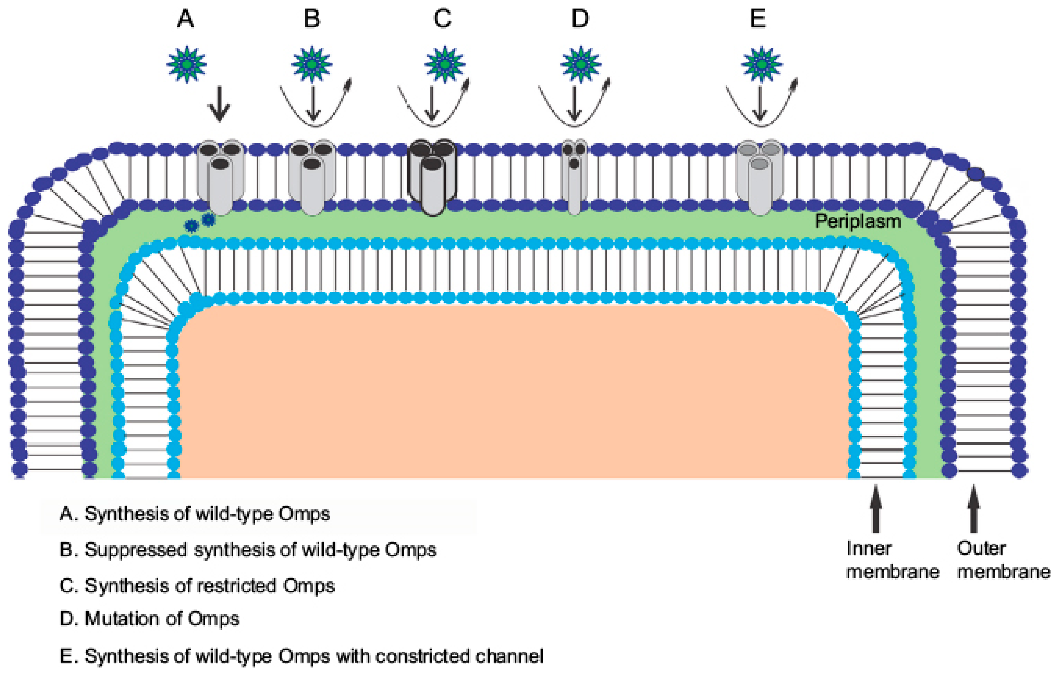 Life 15 01705 g001 Life 15 01705 g001