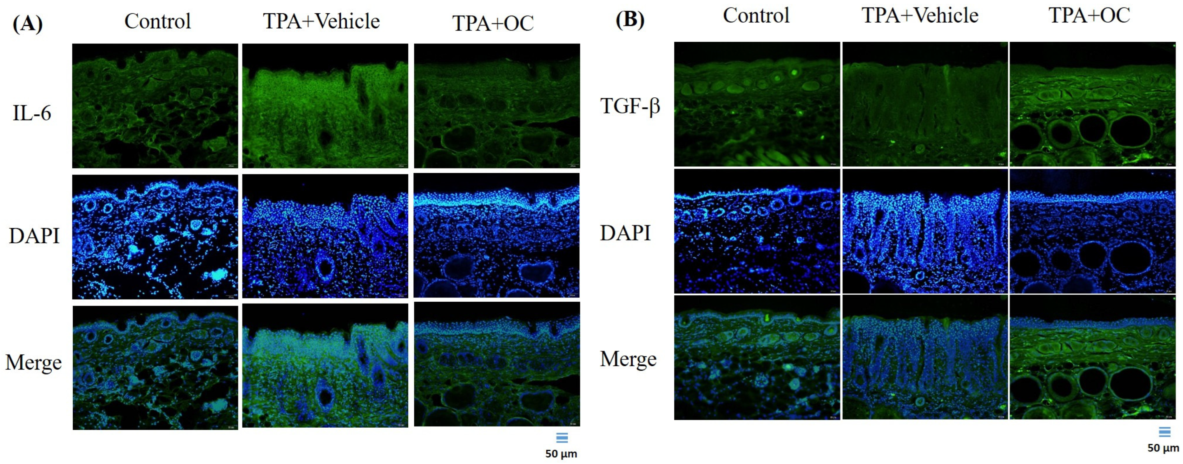 Life 15 01707 g004 Life 15 01707 g004