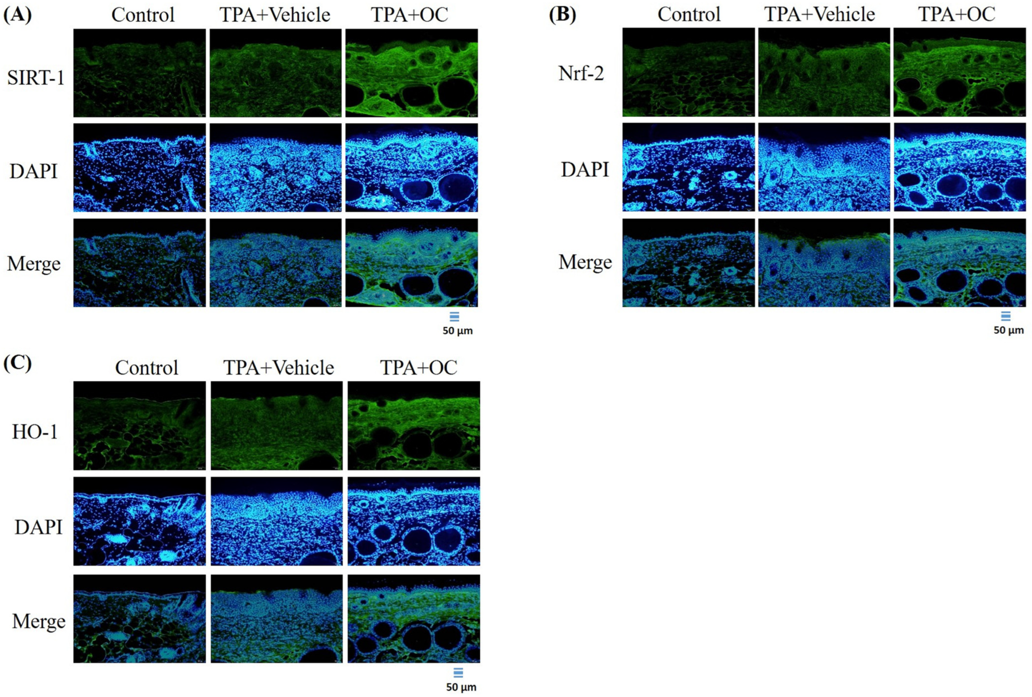 Life 15 01707 g006 Life 15 01707 g006