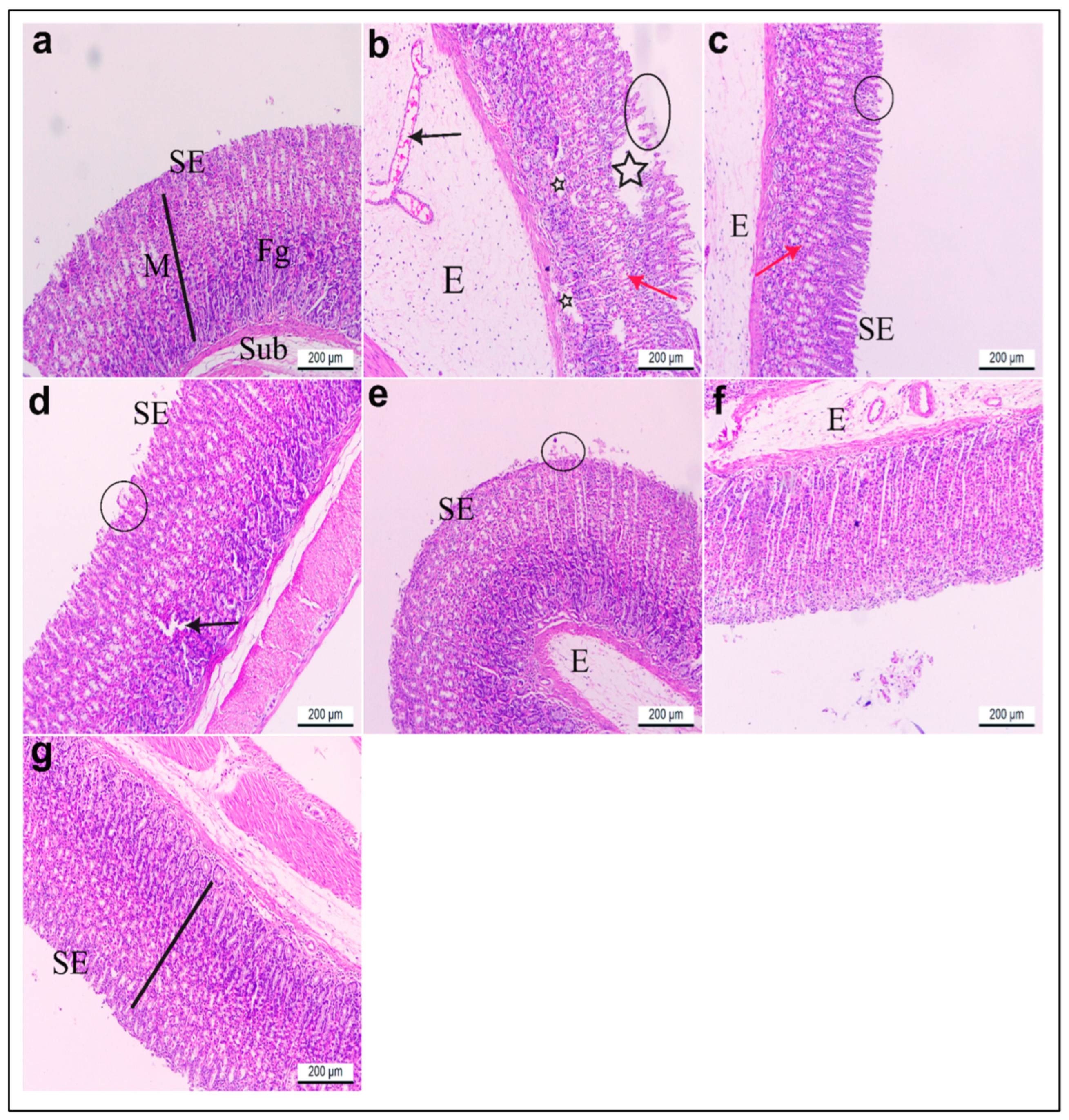 Life 15 01710 g011 Life 15 01710 g011