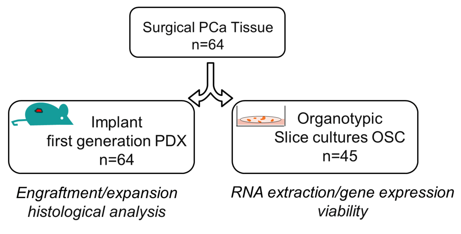 Life 15 01719 g001 Life 15 01719 g001