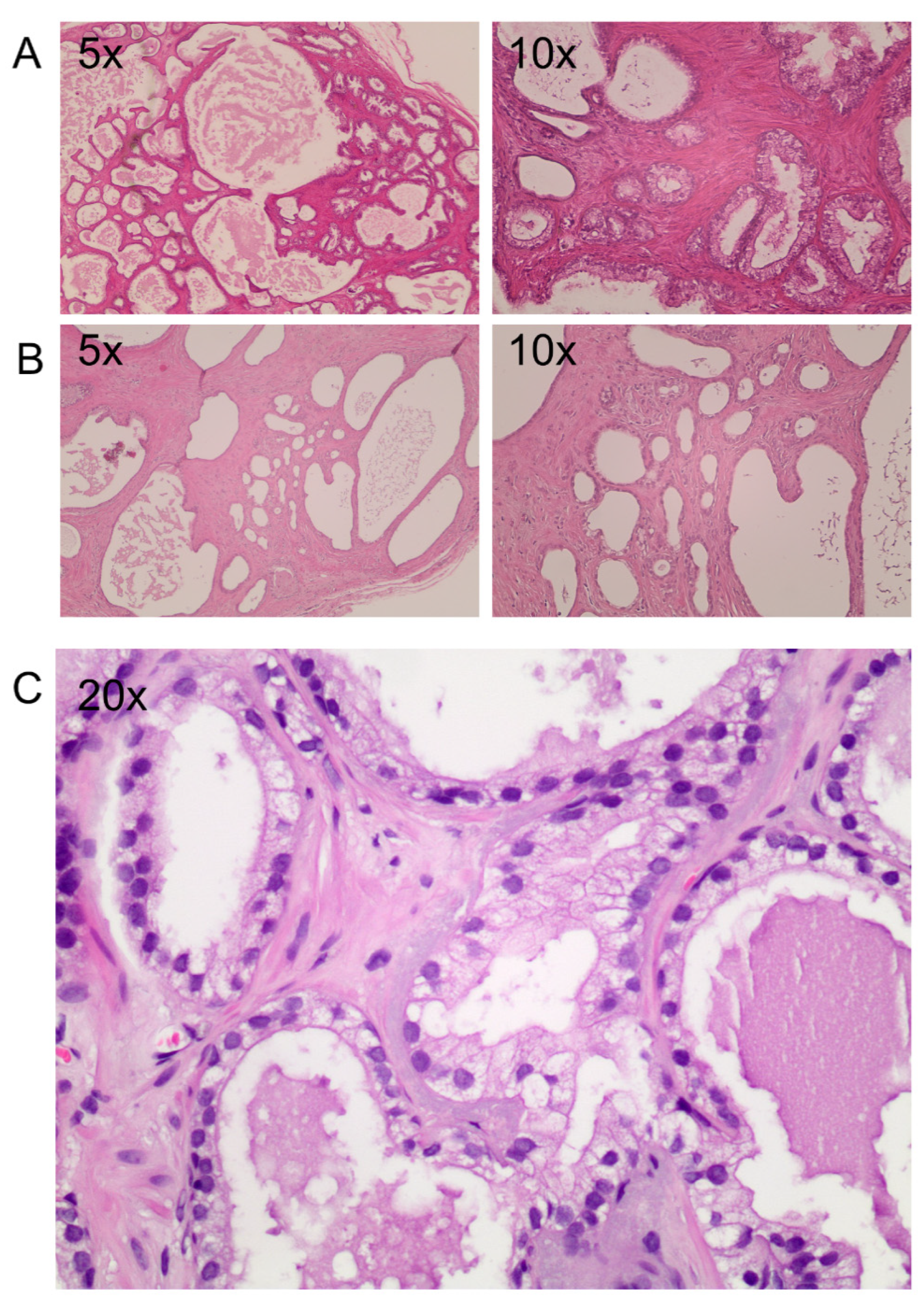 Life 15 01719 g002 Life 15 01719 g002