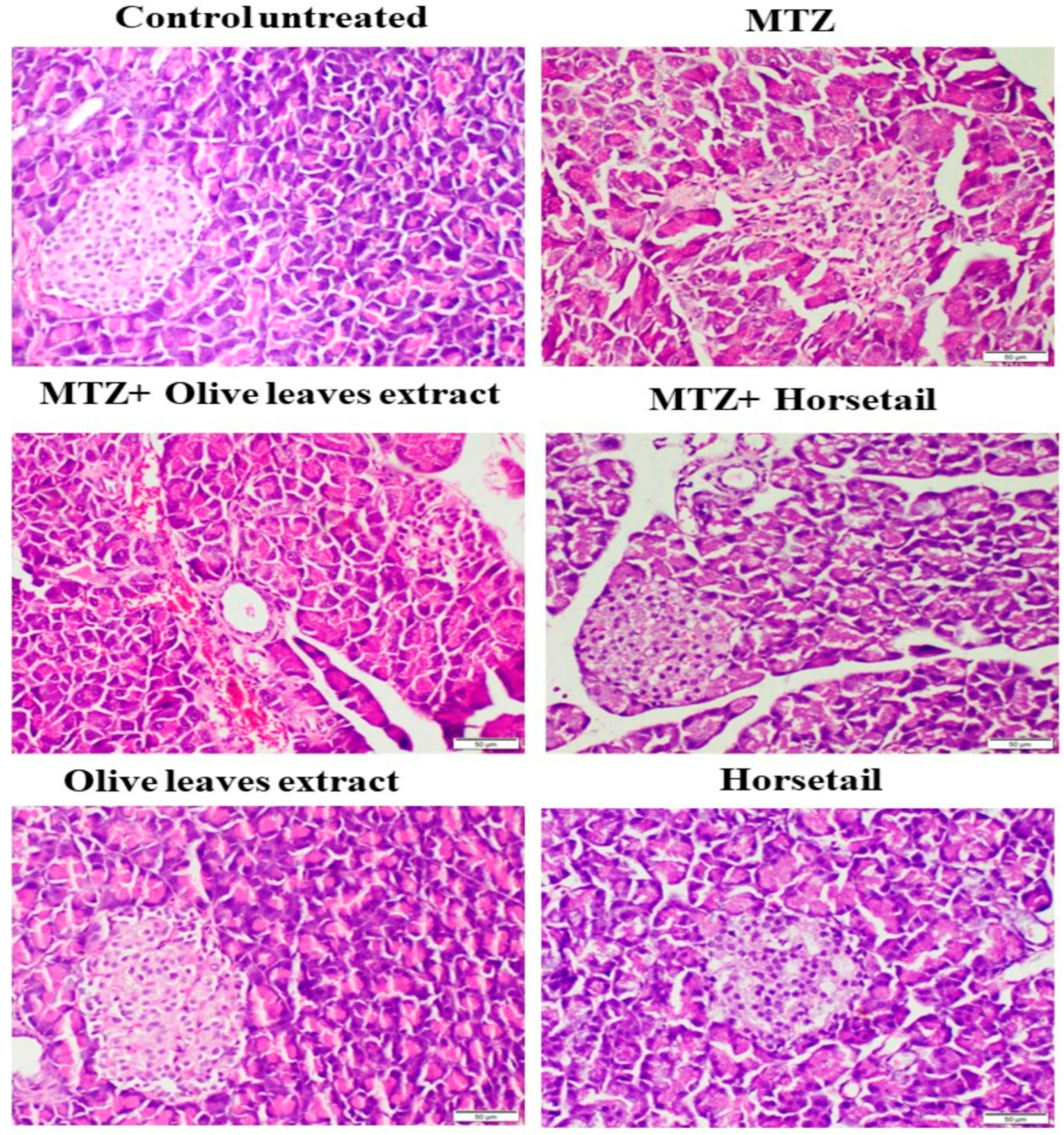 Life 15 01907 g008 Life 15 01907 g008