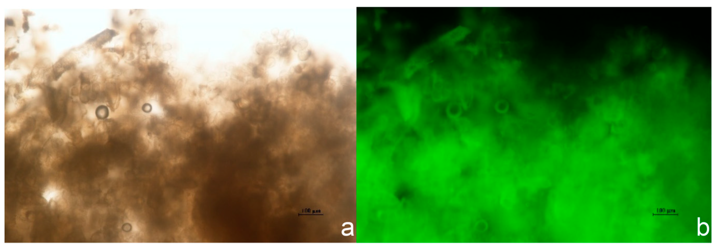 Life 16 00078 g007 Life 16 00078 g007