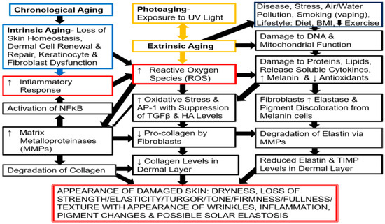 Overview of Aging, Skin Health, Estrogen, Menopause and HRT