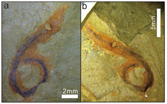保留中1173 First Occurrence of Wronascolex sp. (Palaeoscolecida, Priapulida