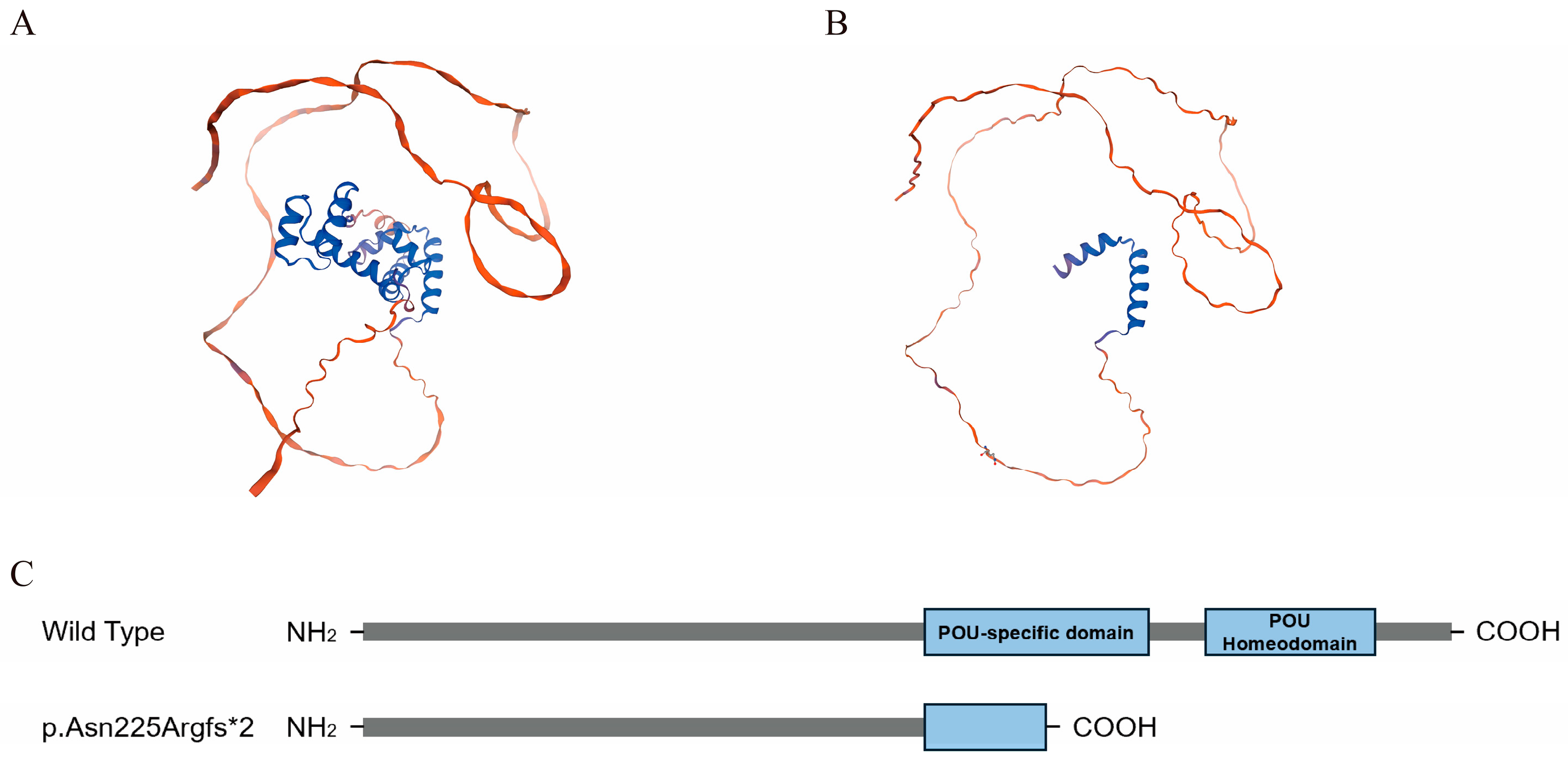 Identification and Functional Characterization of a Novel POU3F4