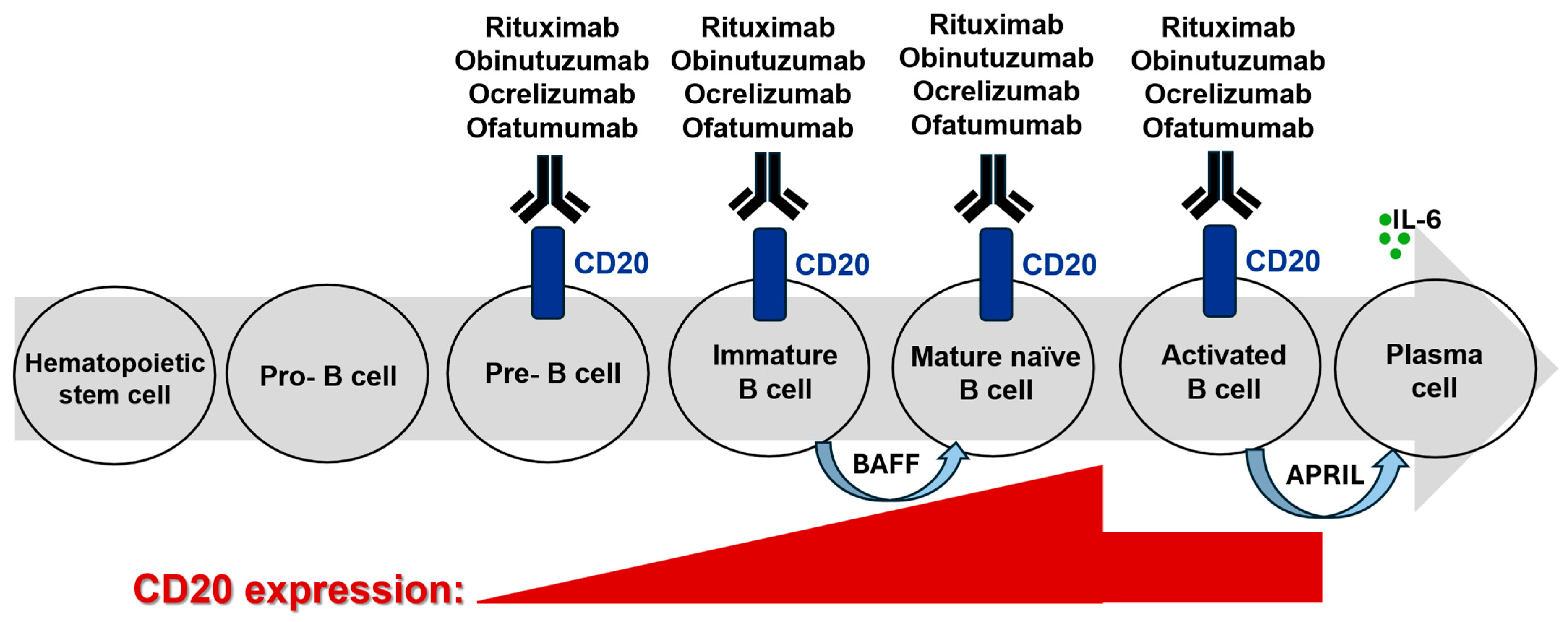B Cells and B Cell Depletion in Autoimmunity and Atherosclerosis