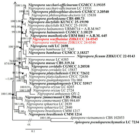 Taxonomic and Phylogenetic Resolution of Novel Endophytic