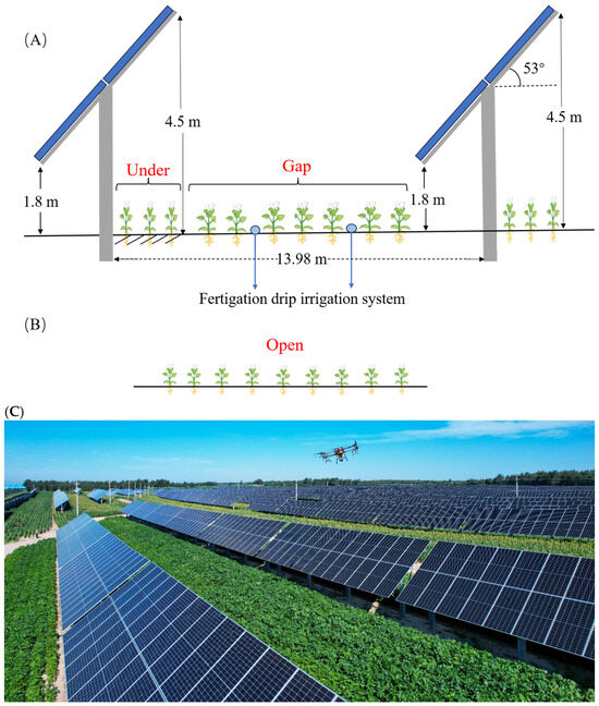 Agrivoltaics Combined with Integrated Water–Fertilizer Management