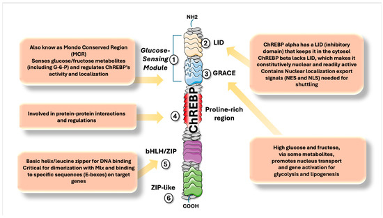 Sugar Shockwaves: How the Fructose–Glucose–ChREBP Pathway Hijacks Liver Metabolism