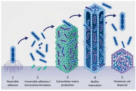 glutathione suppositories 2500 mg N-Acetylcysteine as a Bacterial Antibiofilm Adjuvant: Mechanisms, Synergistic Combinations and Clinical Translation Color:6R Dark Copper Blonde Karuna Radiance Toner where can I get b12 injection uk