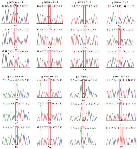 Genetic Variation and Haplotype Structure of CFAP299 and PRDM8