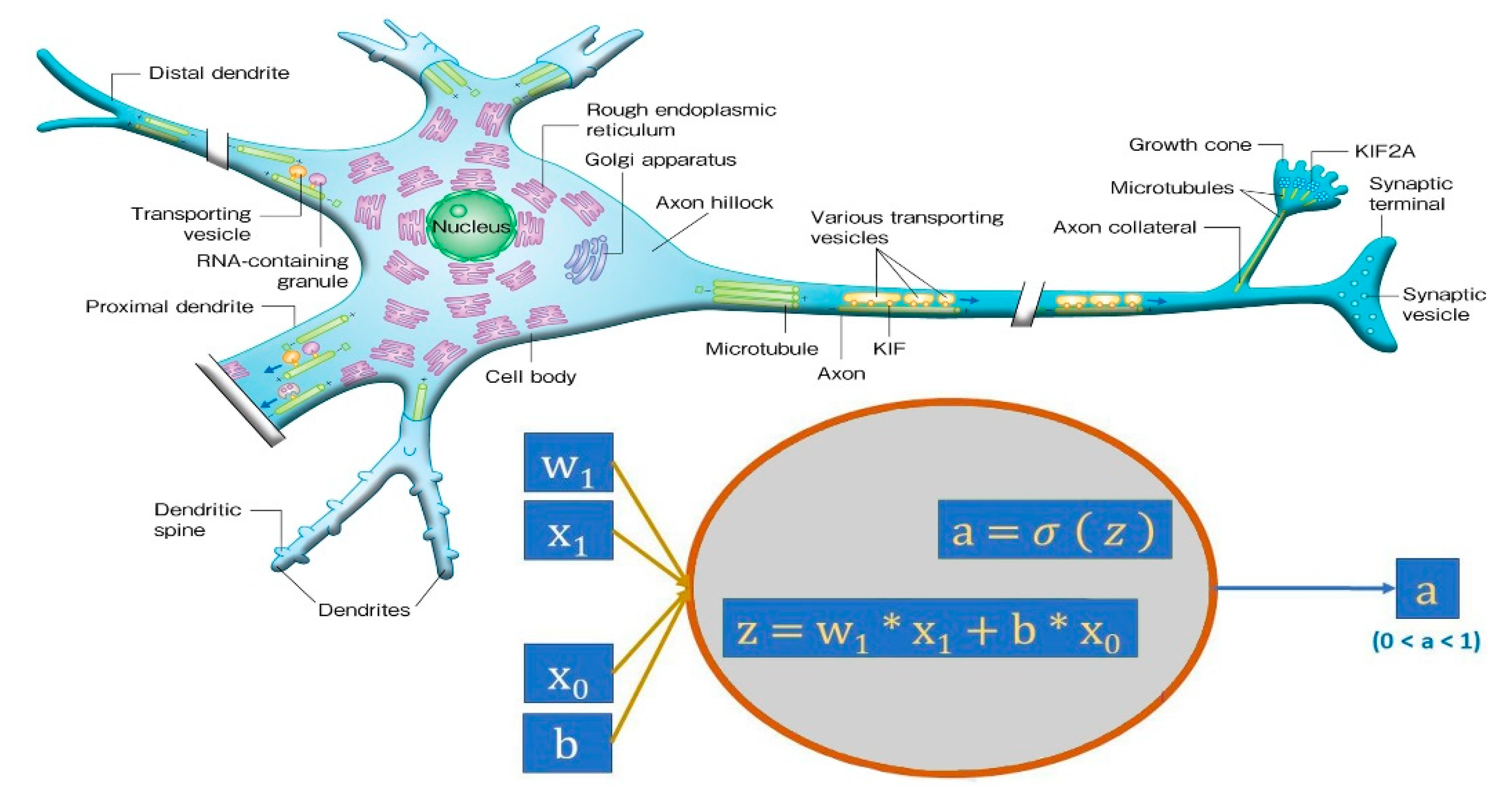 Limnolrev 24 00013 g004