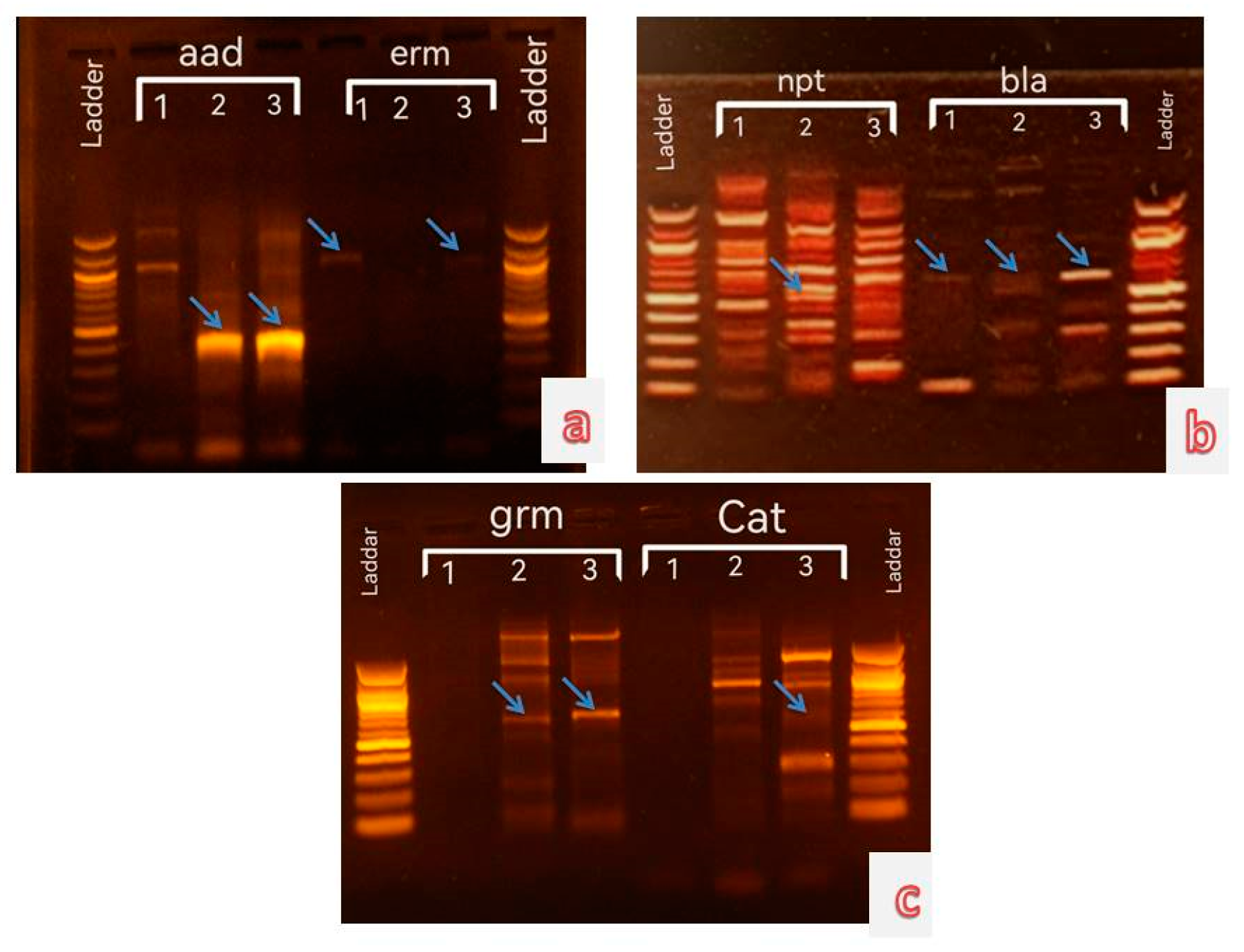 Limnolrev 24 00033 g001