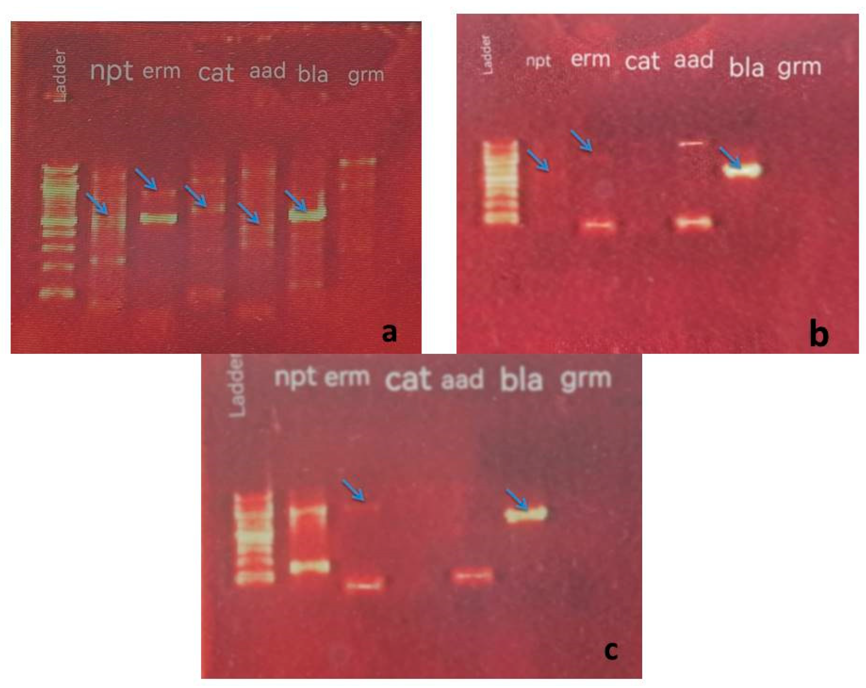 Limnolrev 24 00033 g002