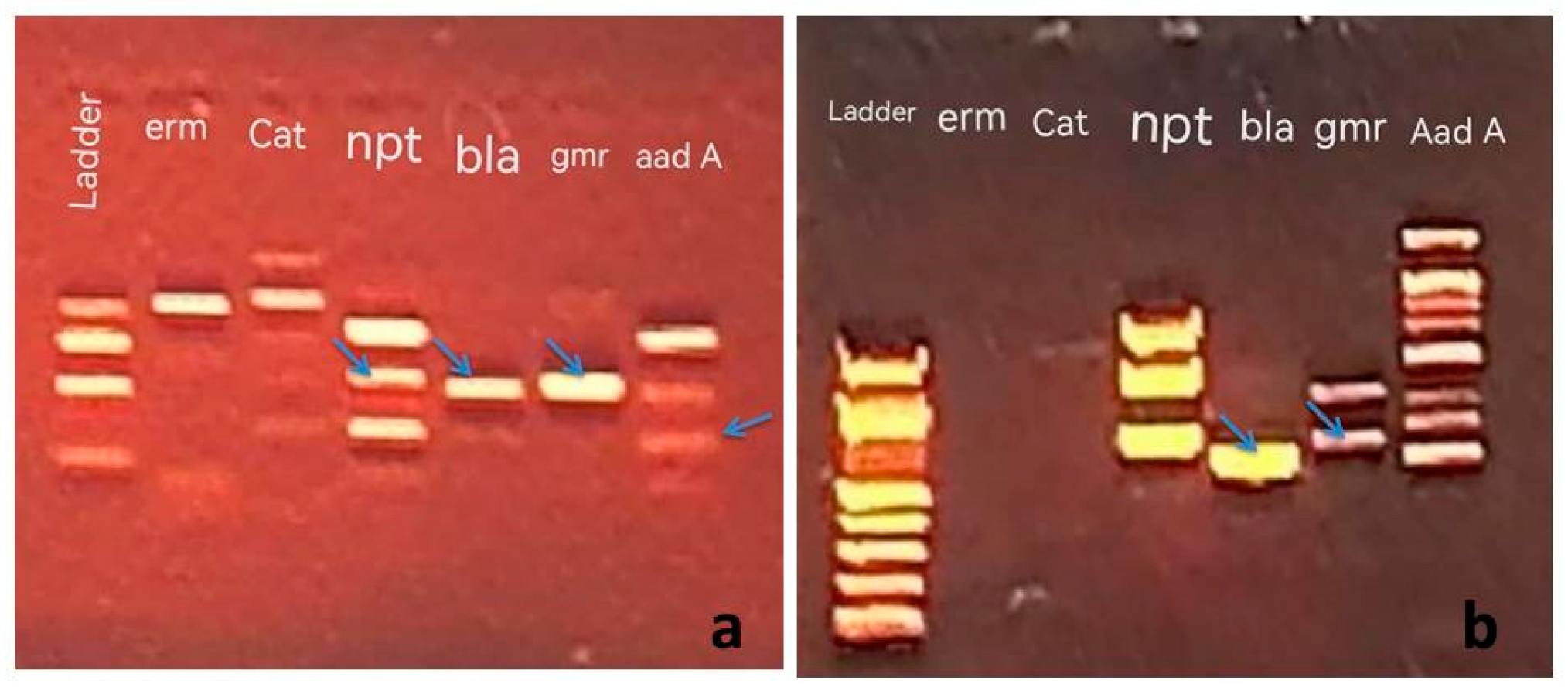 Limnolrev 24 00033 g003