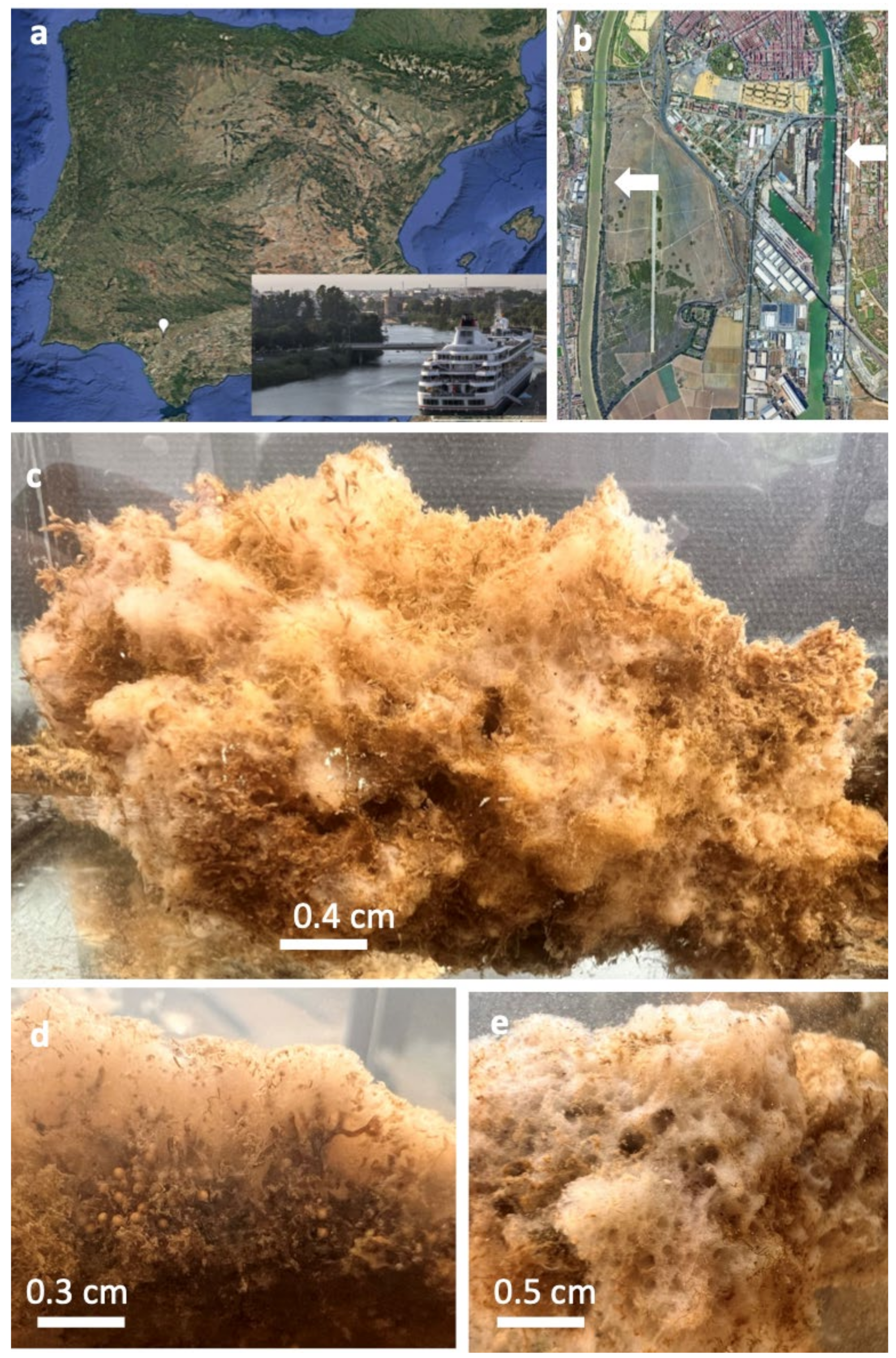 A Revision of Dispersal Strategies in Freshwater Sponges: The 