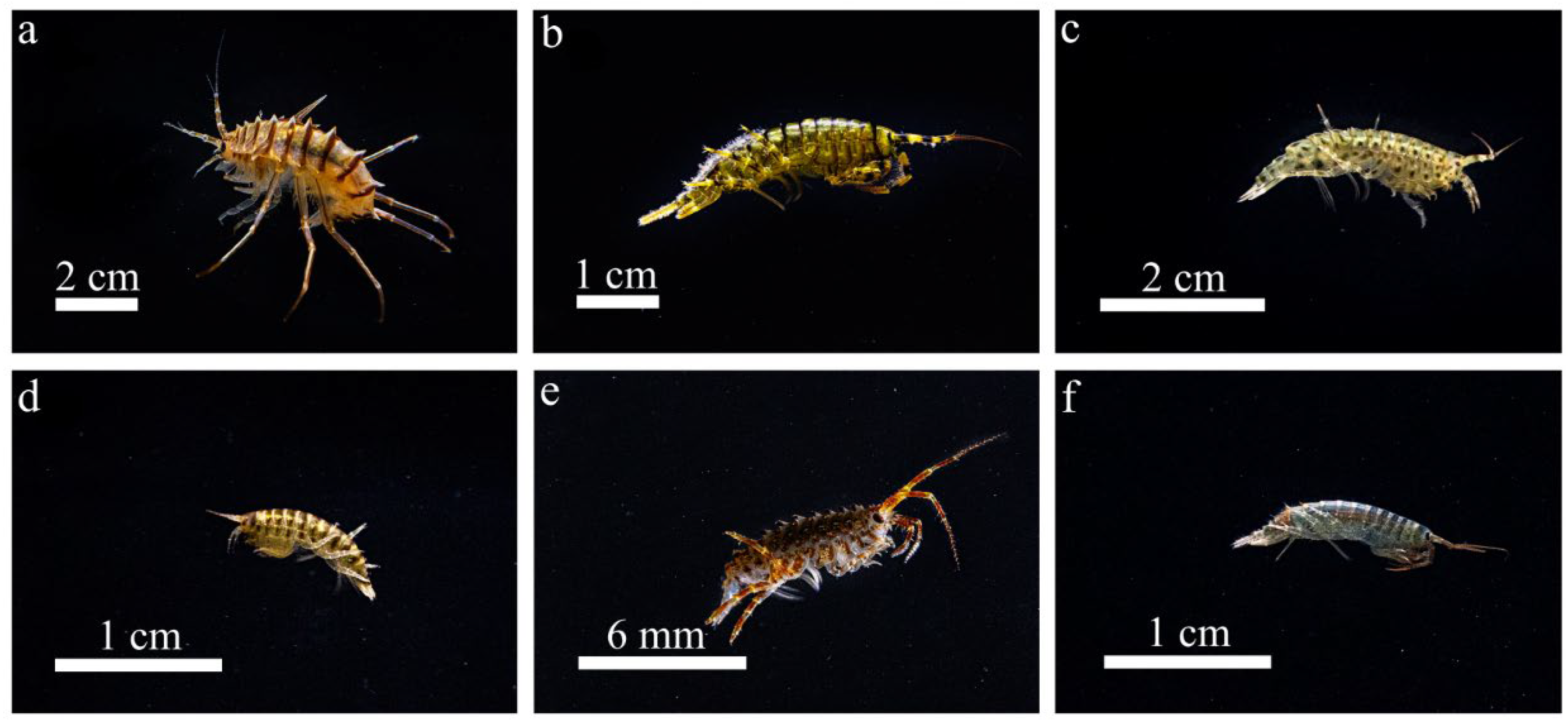 Limnolrev 25 00011 g001