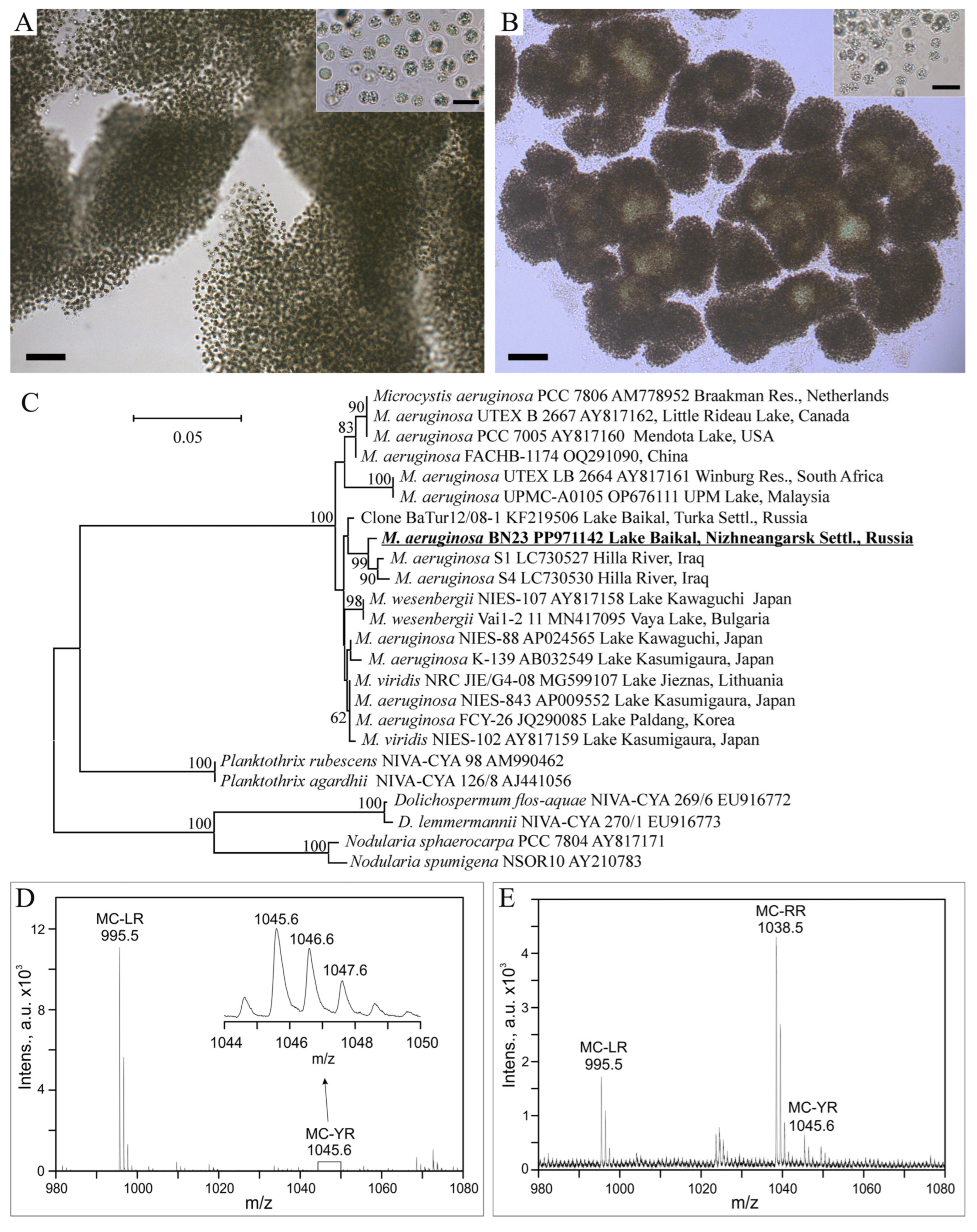 Limnolrev 25 00031 g002