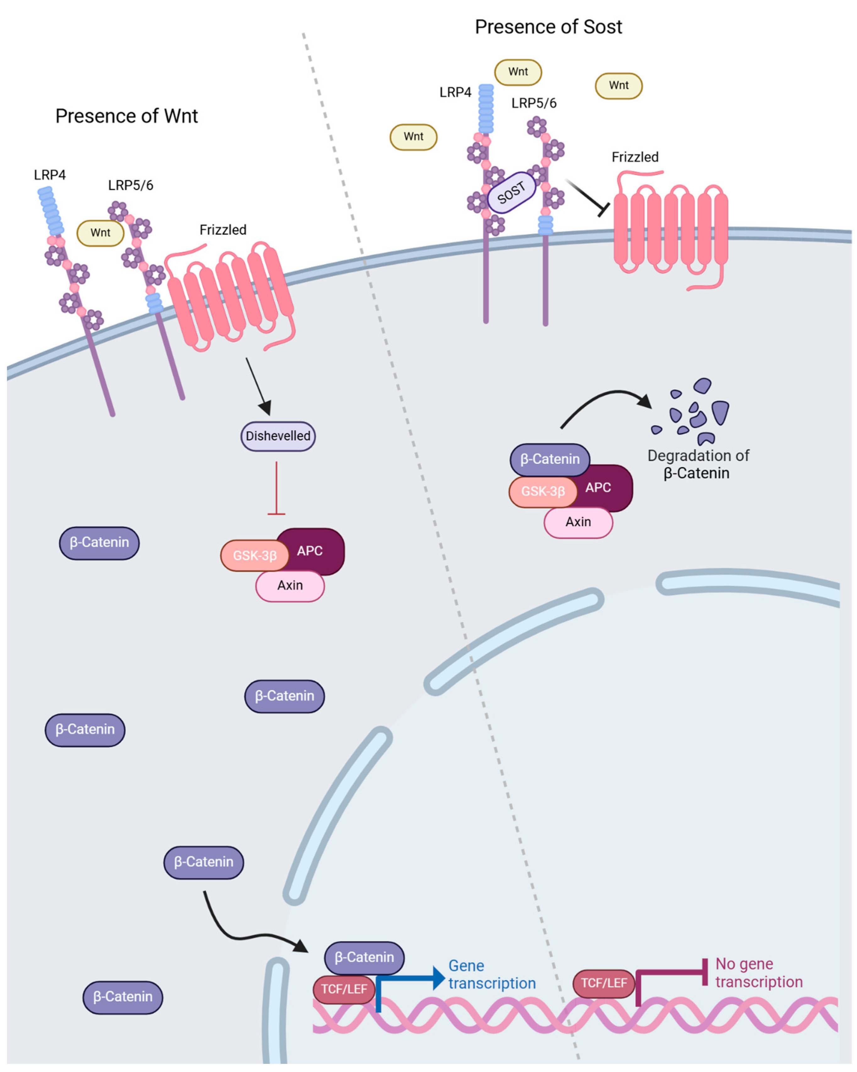 Lipidology 02 00003 g003 Lipidology 02 00003 g003