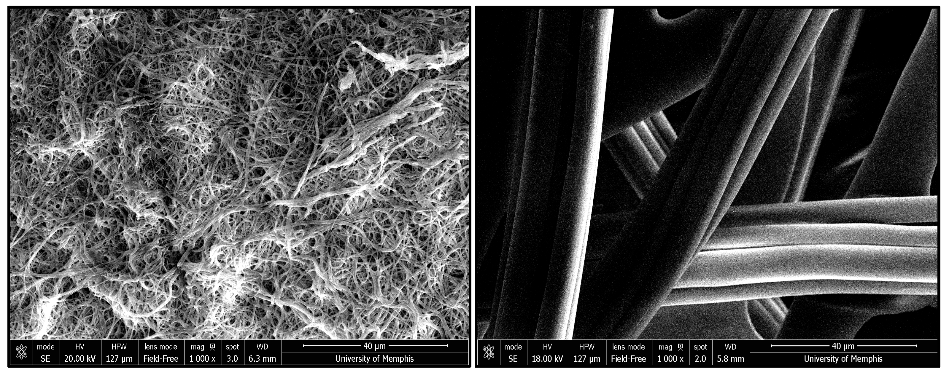 Lipidology 02 00007 g003