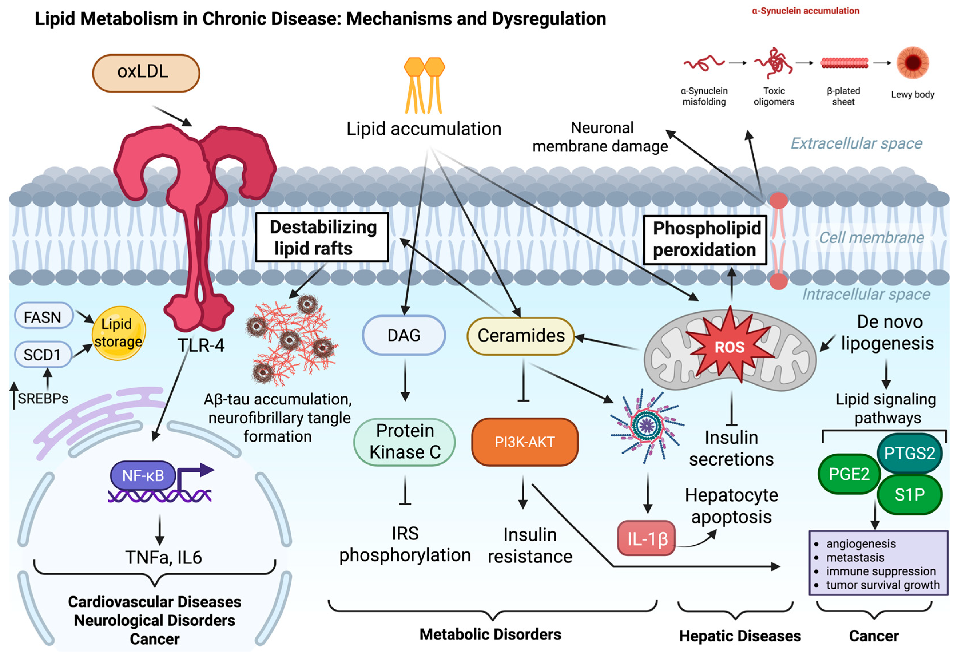 Lipidology 02 00019 g001