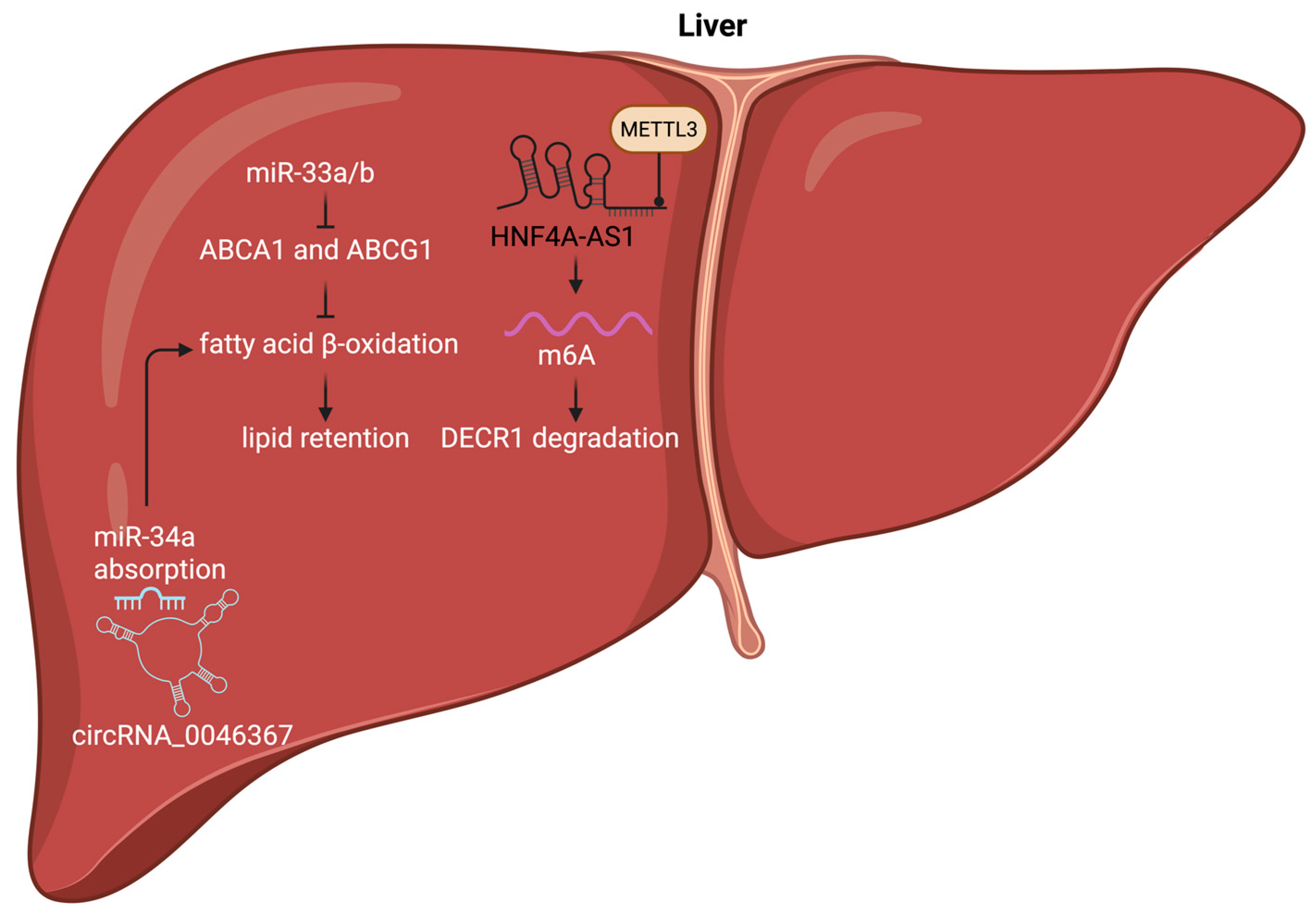 Lipidology 02 00019 g003