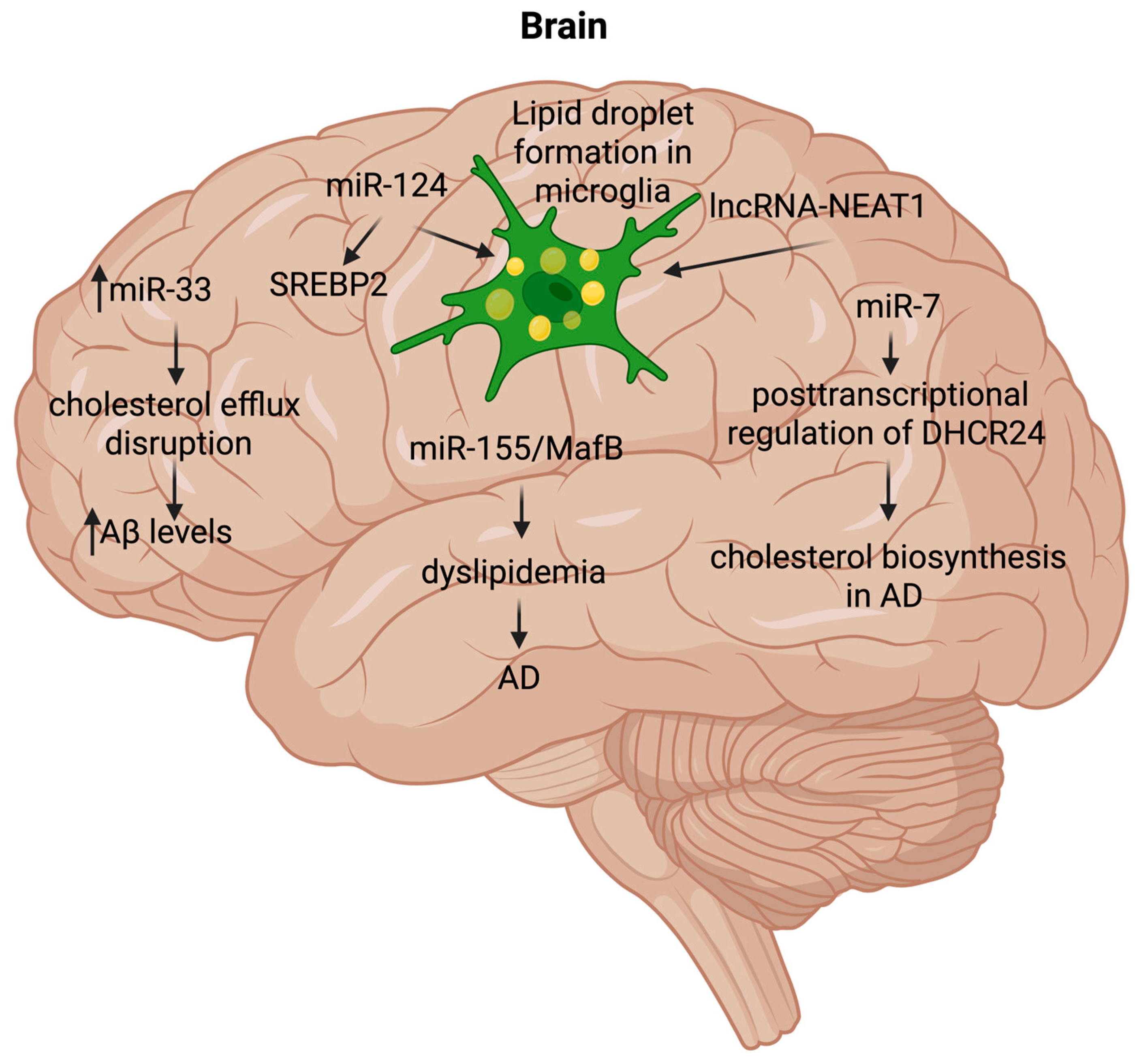 Lipidology 02 00019 g005