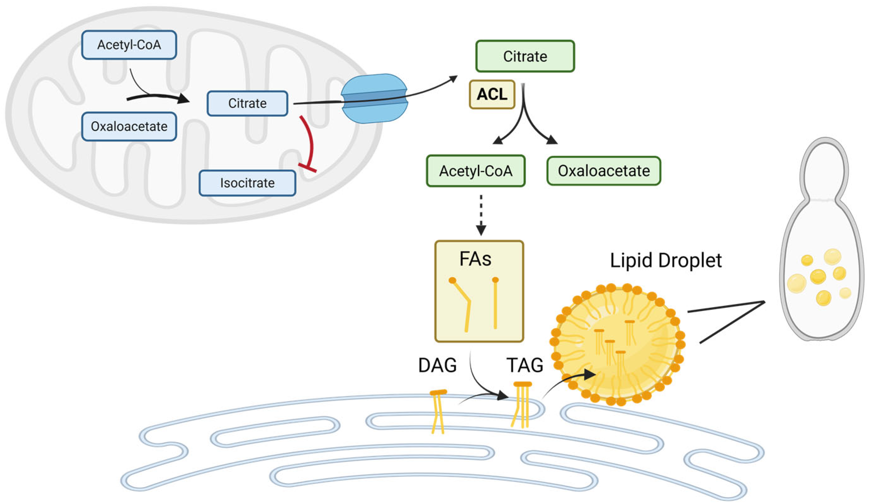 Lipidology 02 00020 g001