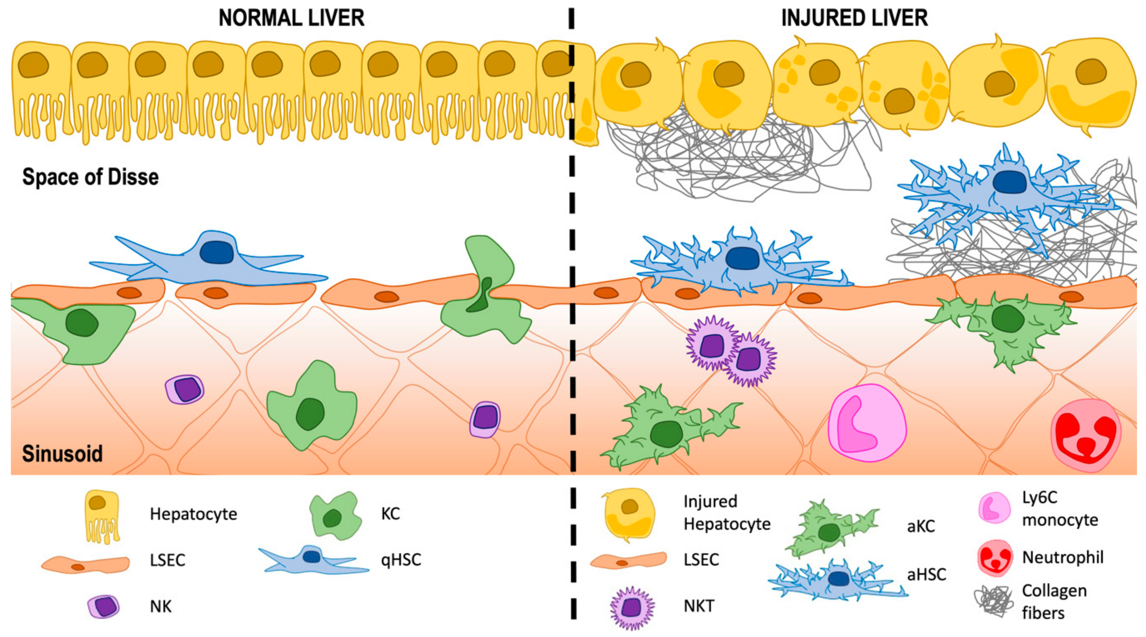 Livers Free Full Text The Space Of Disse The Liver Hub In Health And Disease Html