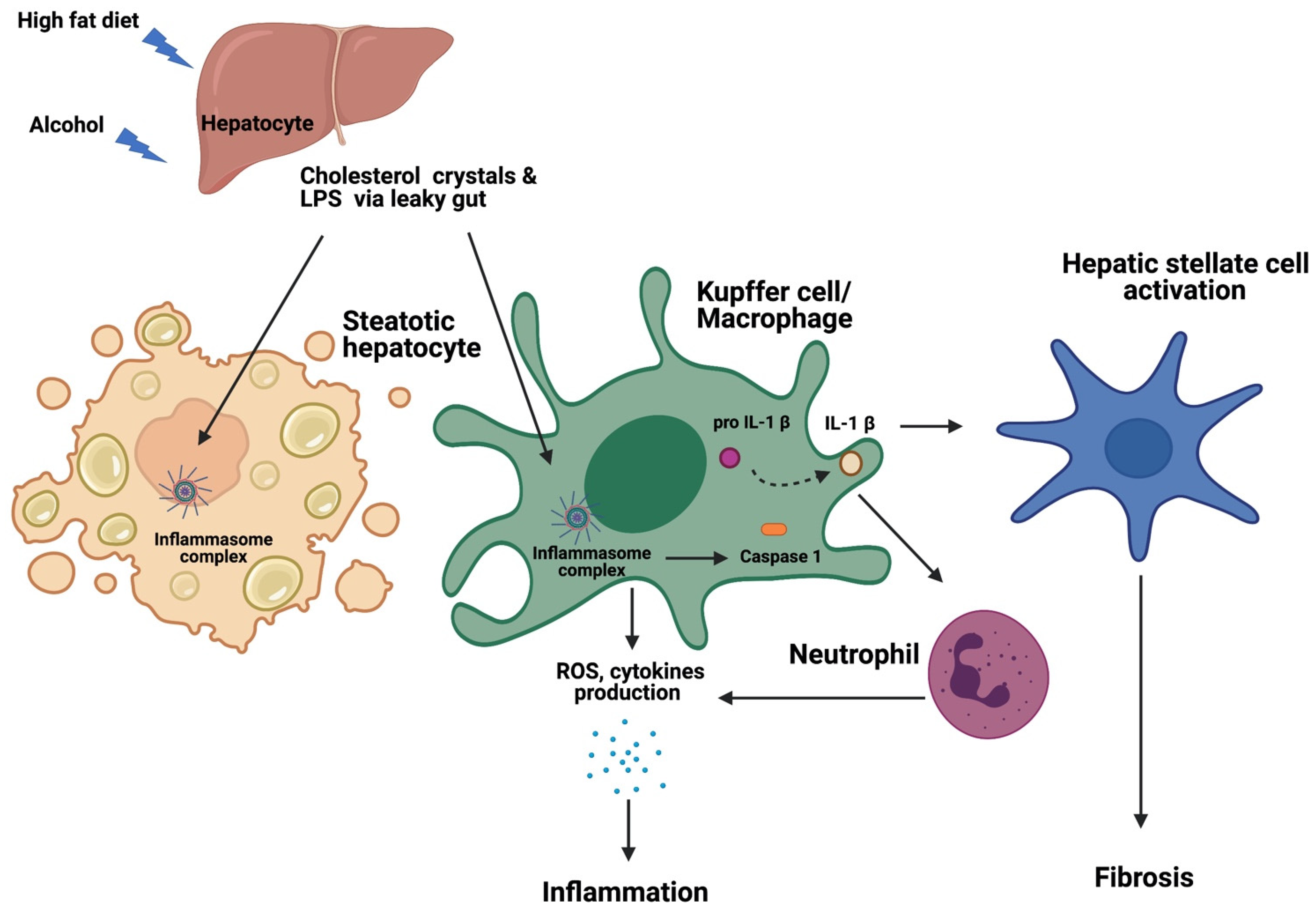 Livers 01 00007 g002
