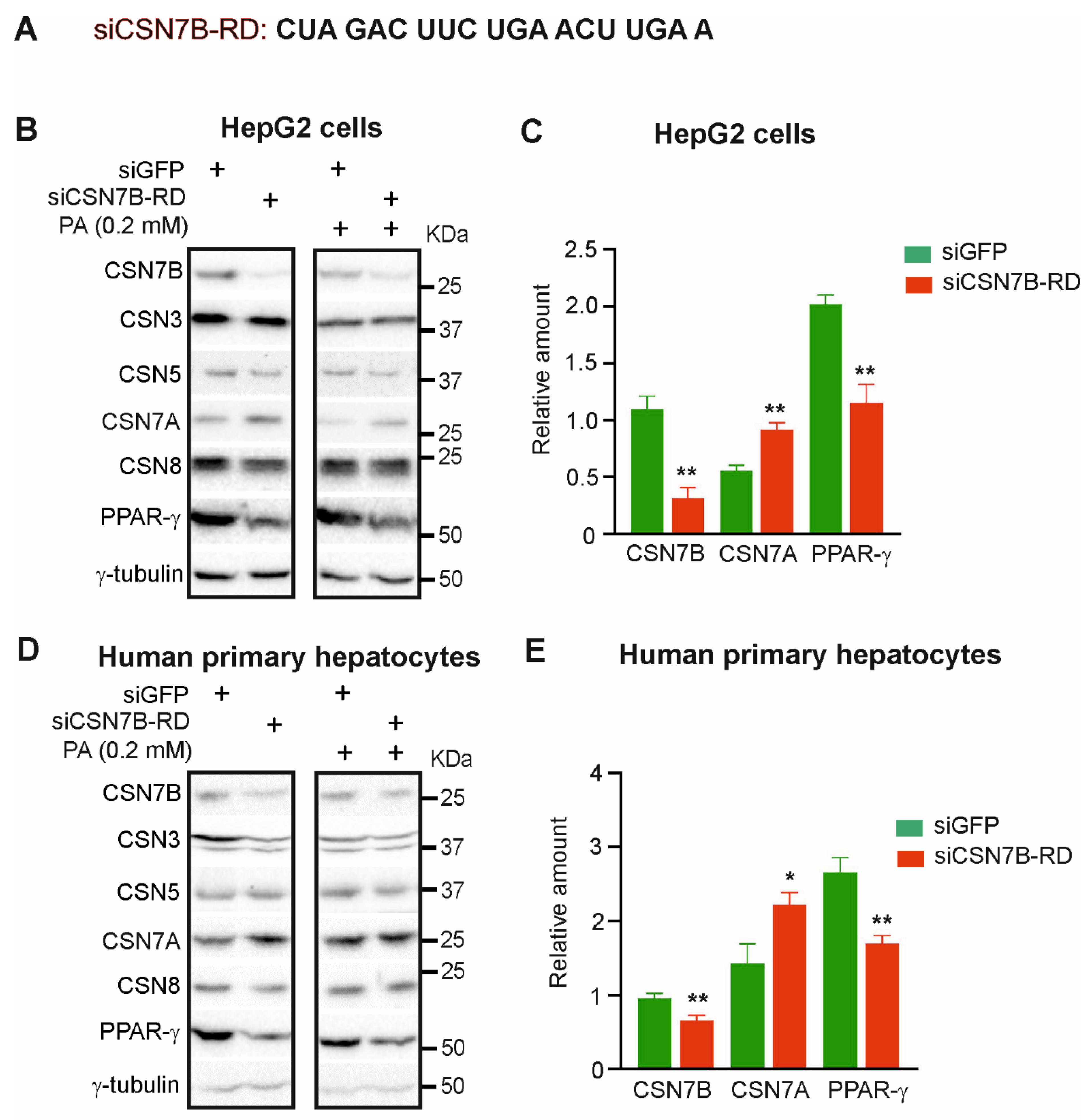 Livers 01 00011 g002 Livers 01 00011 g002