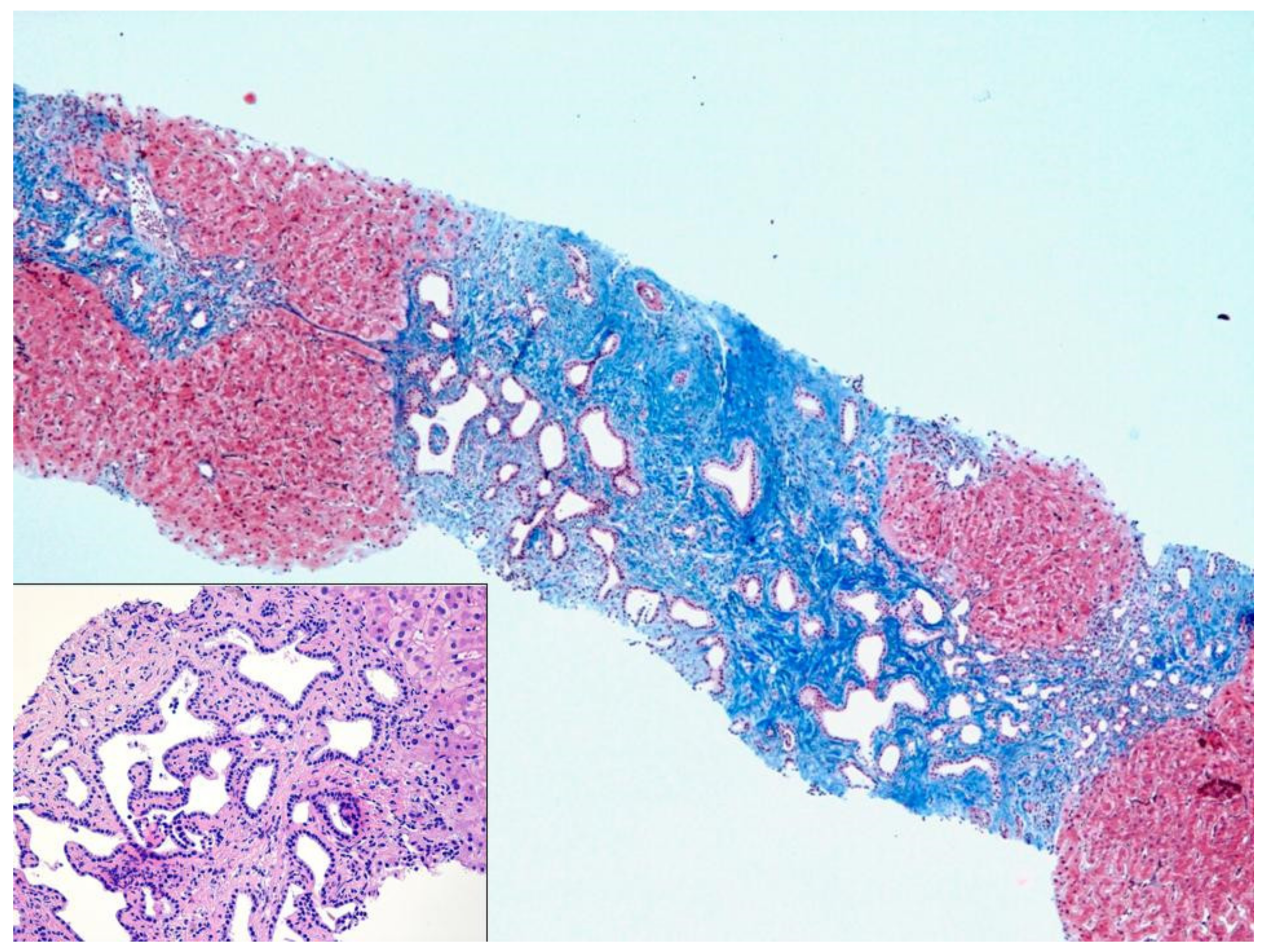 Livers 01 00012 g001