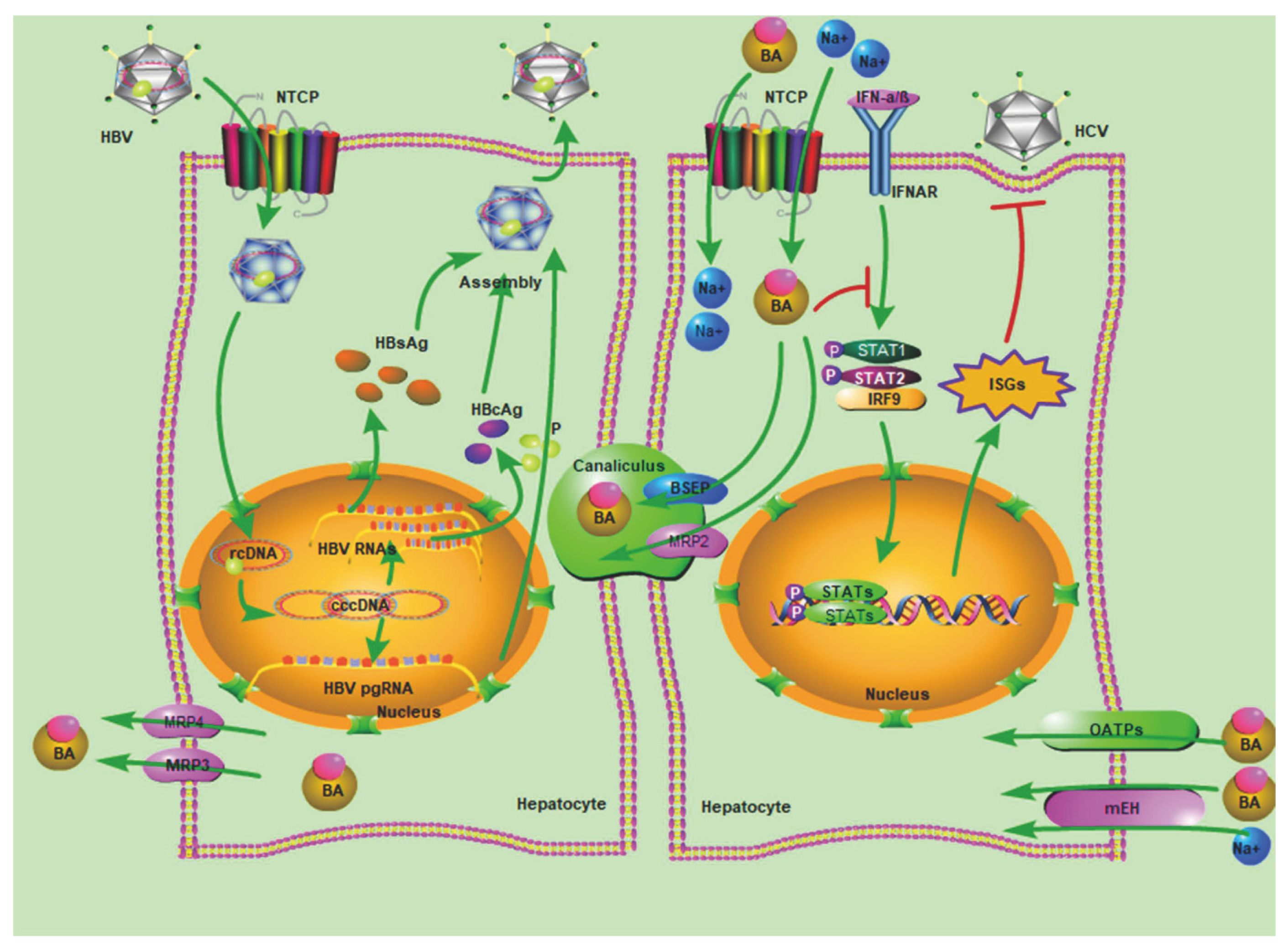 Livers 01 00019 g001 Livers 01 00019 g001