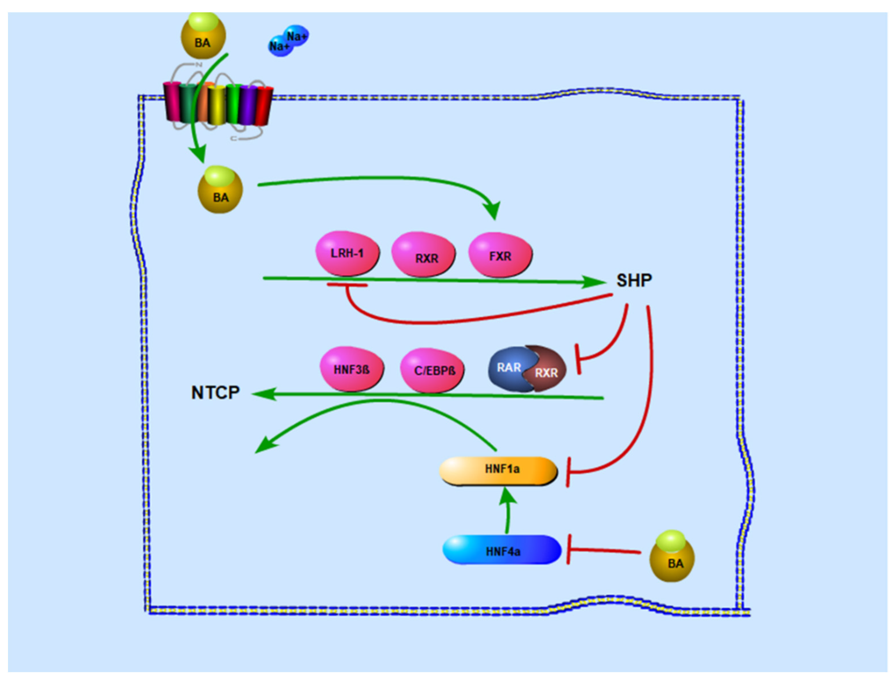 Livers 01 00019 g002 Livers 01 00019 g002