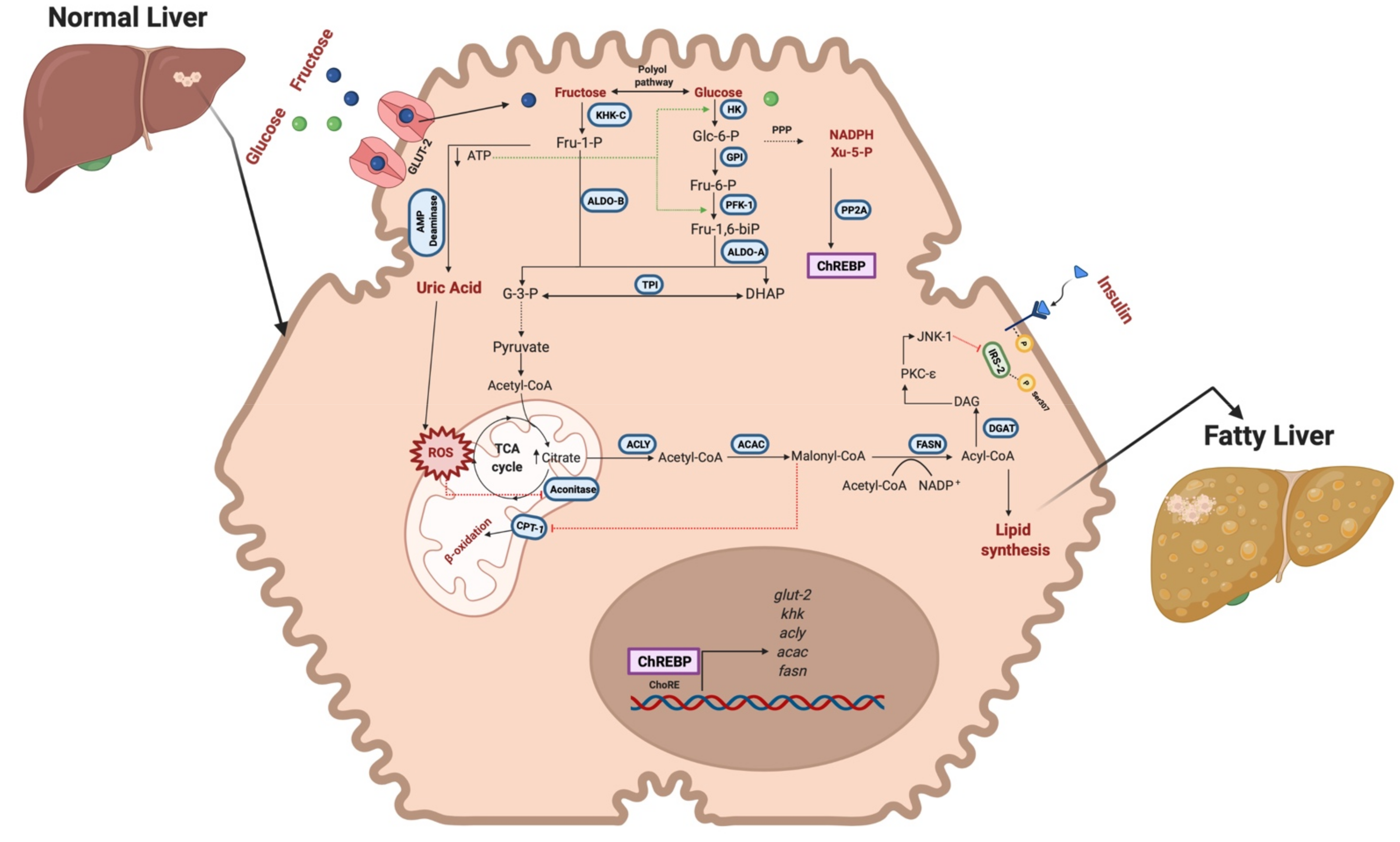 Livers 01 00020 g003 550