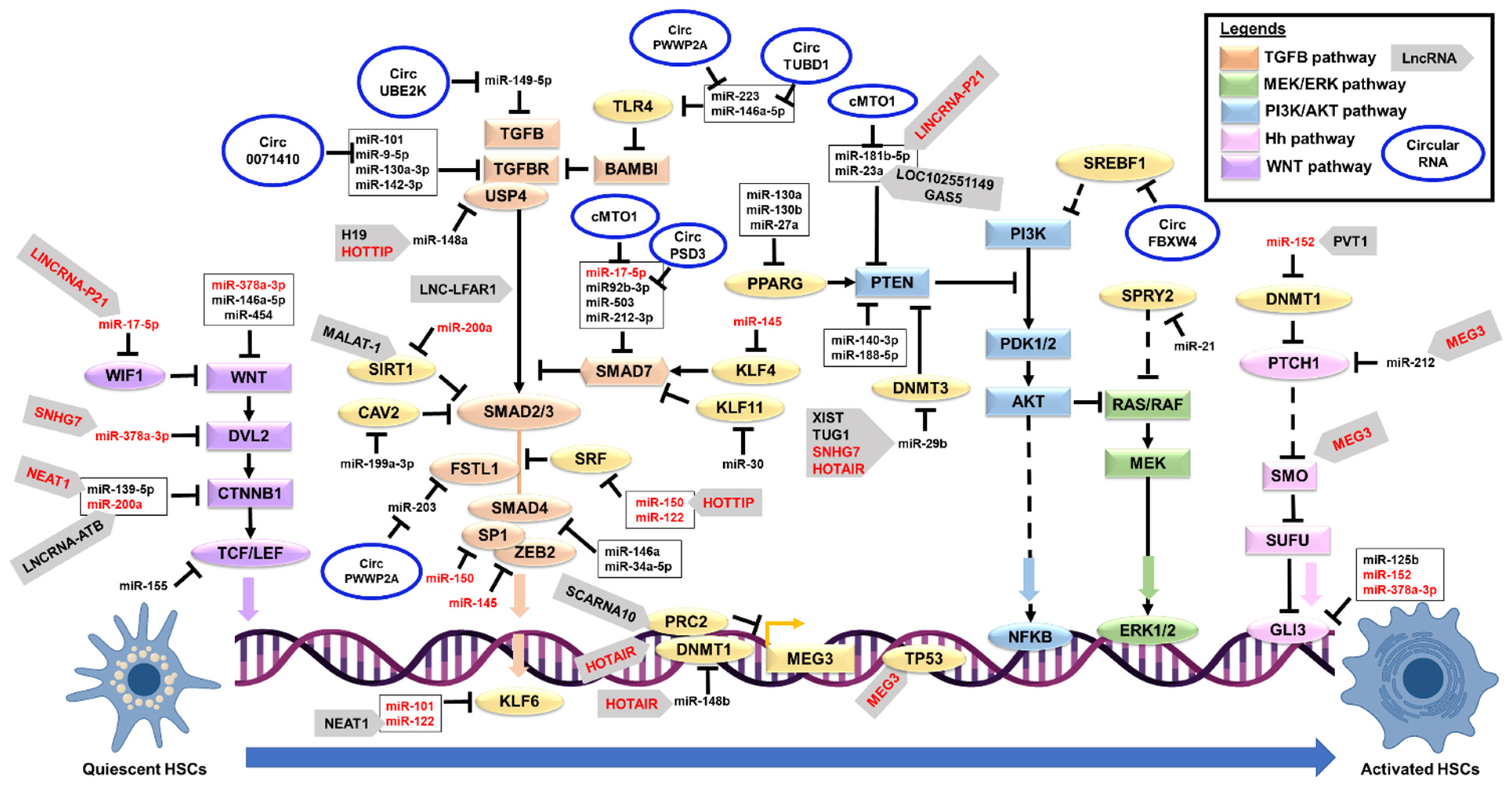 Livers 01 00021 g001