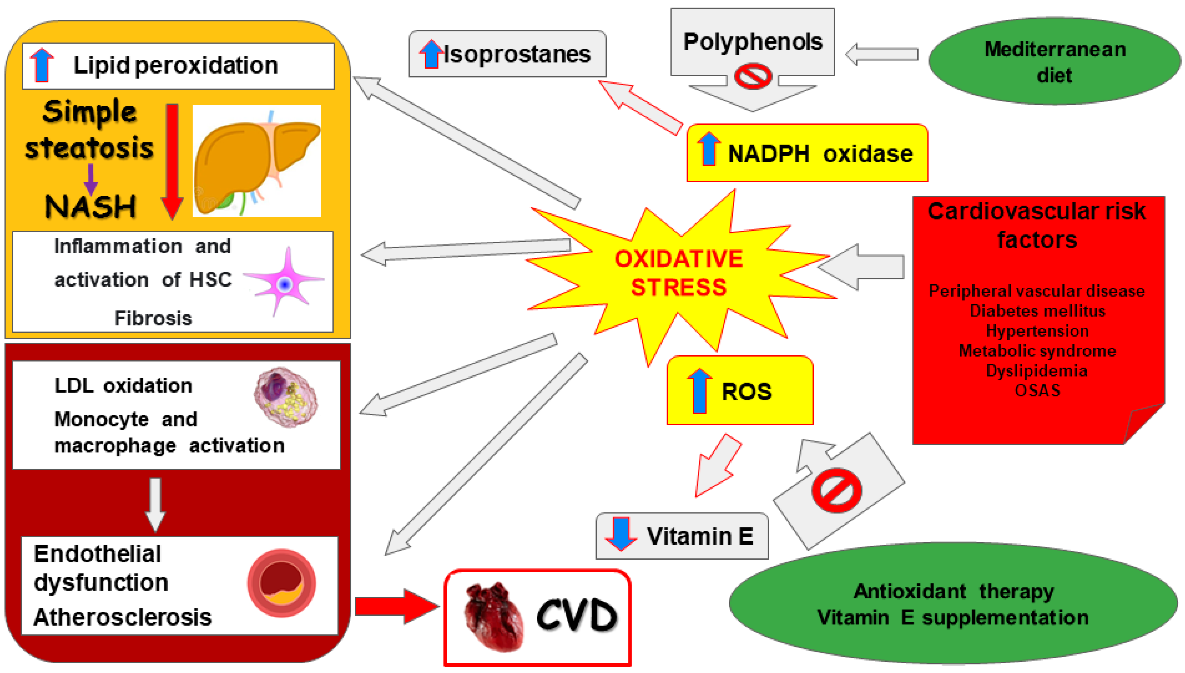 Livers Free Full Text Oxidative Stress In Non Alcoholic Fatty Liver Disease Html