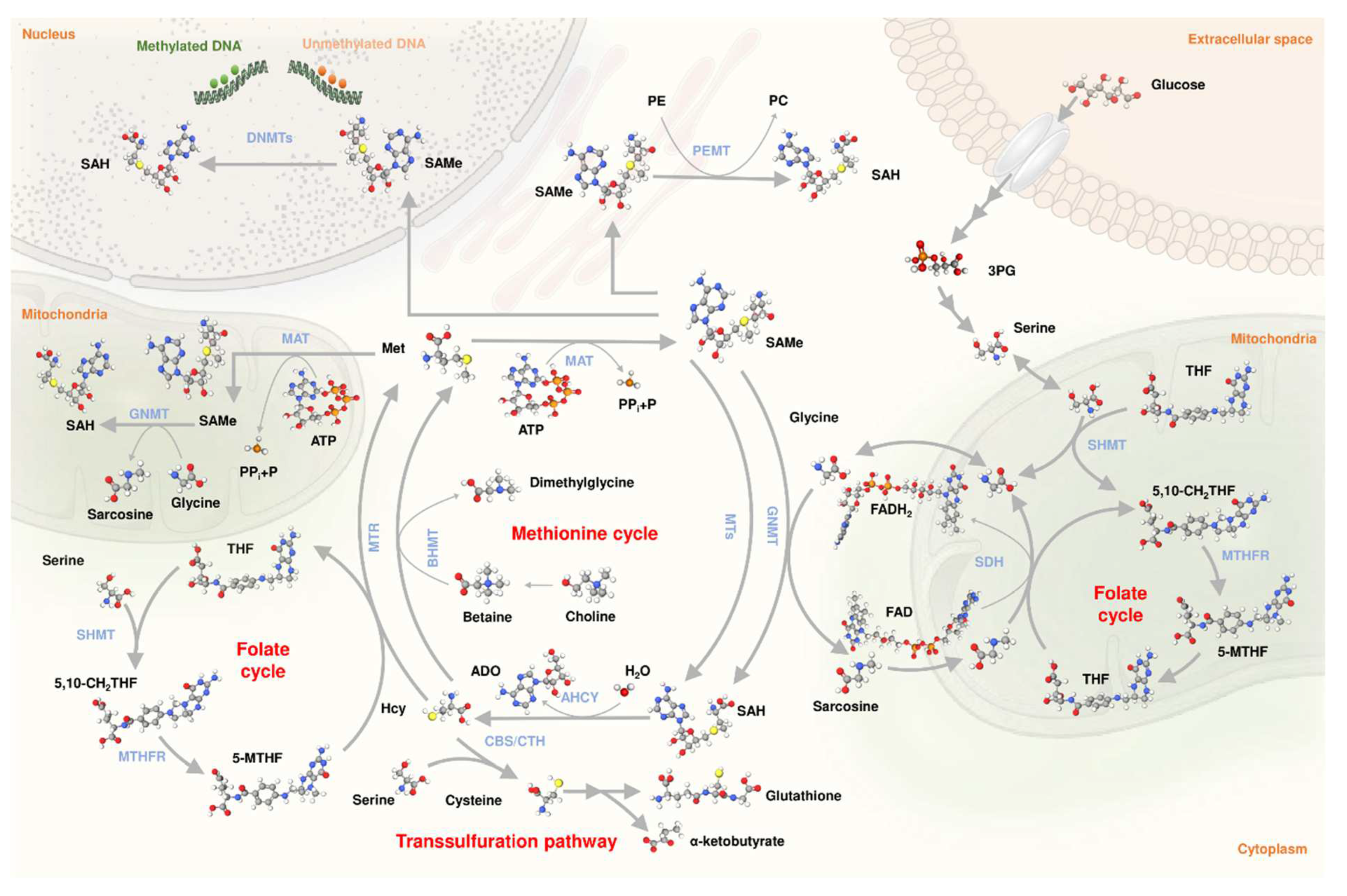 Livers 02 00020 g001 Livers 02 00020 g001