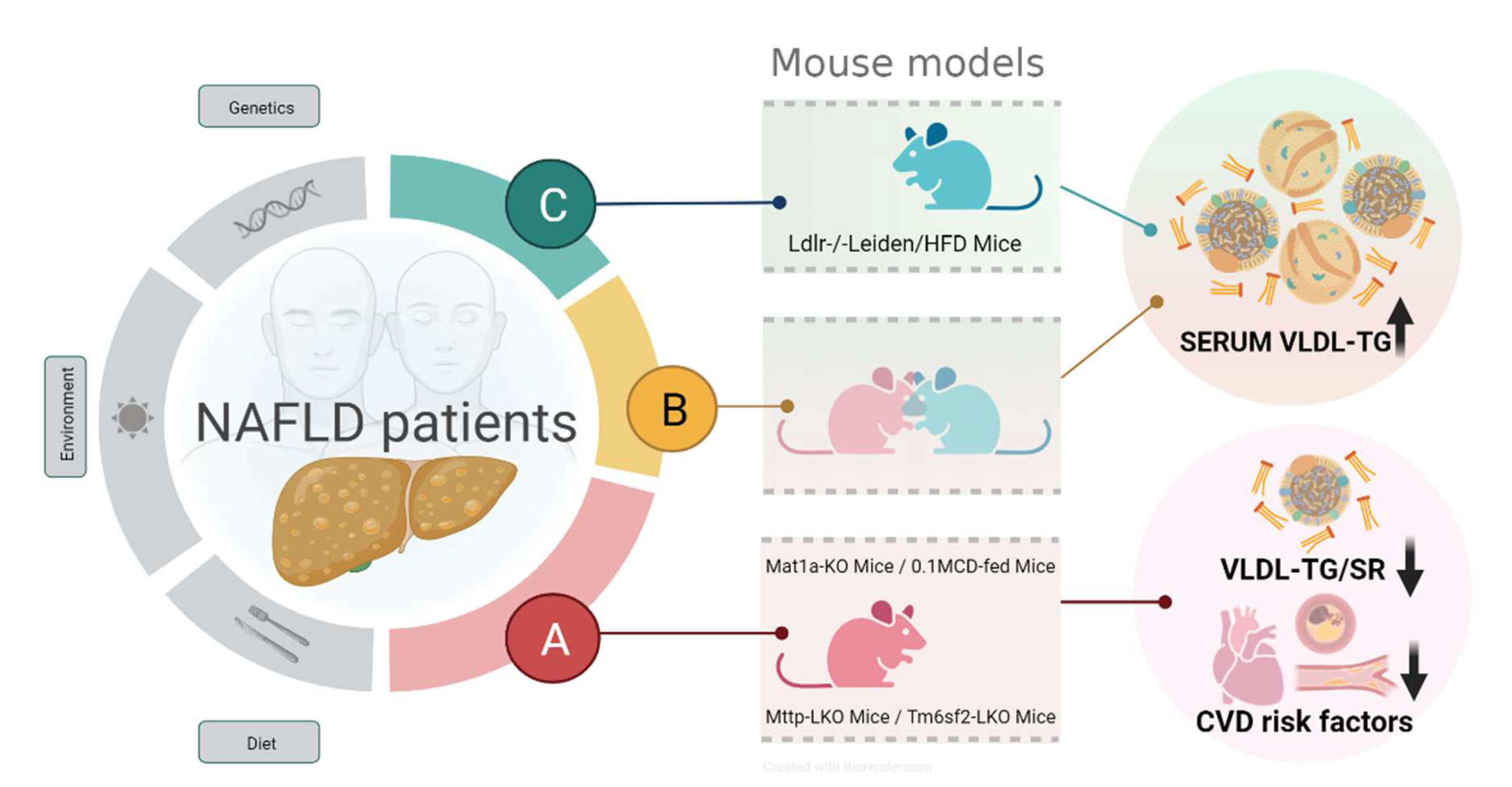 Livers 02 00020 g002 Livers 02 00020 g002
