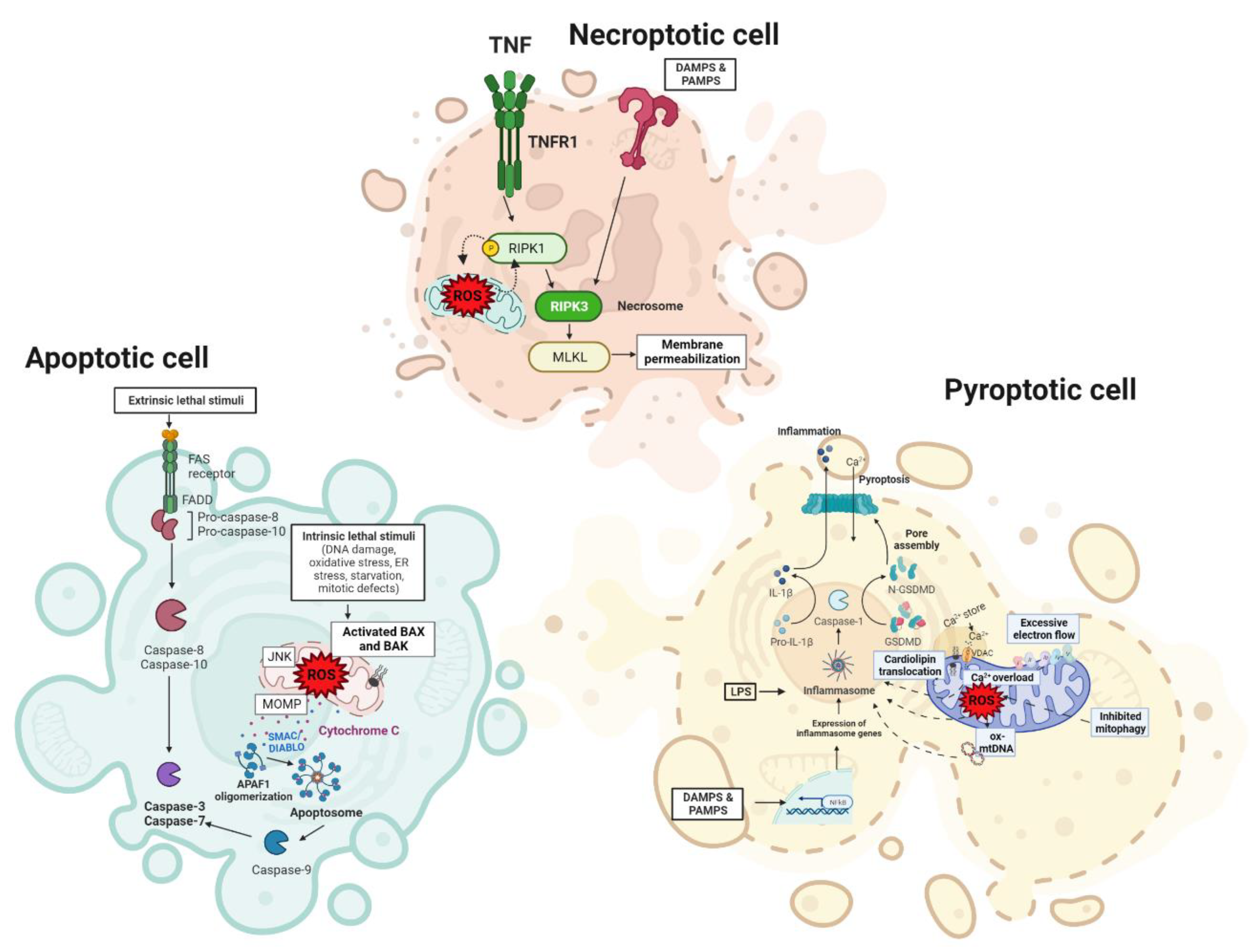 Livers 02 00023 g003