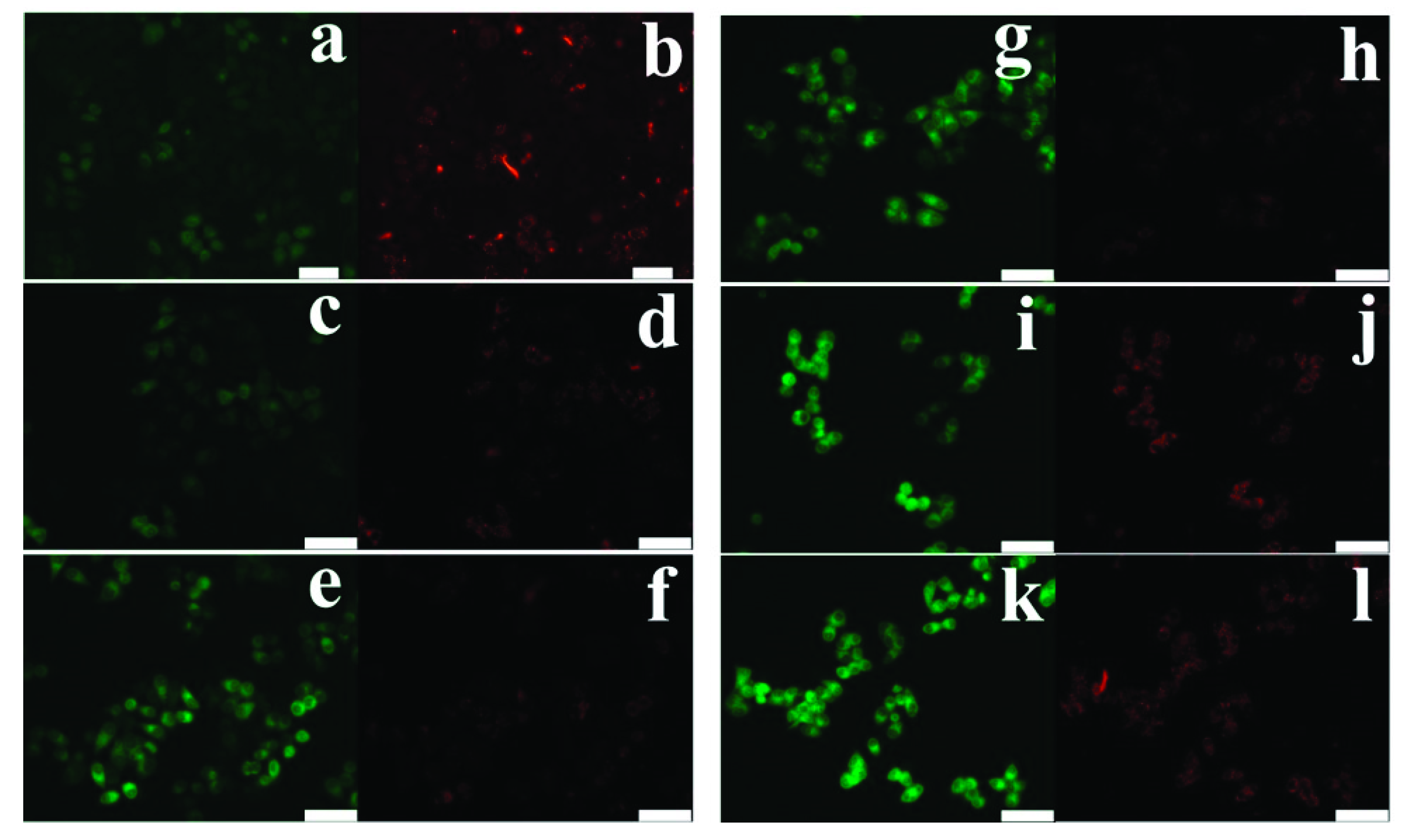 Livers 02 00026 g005